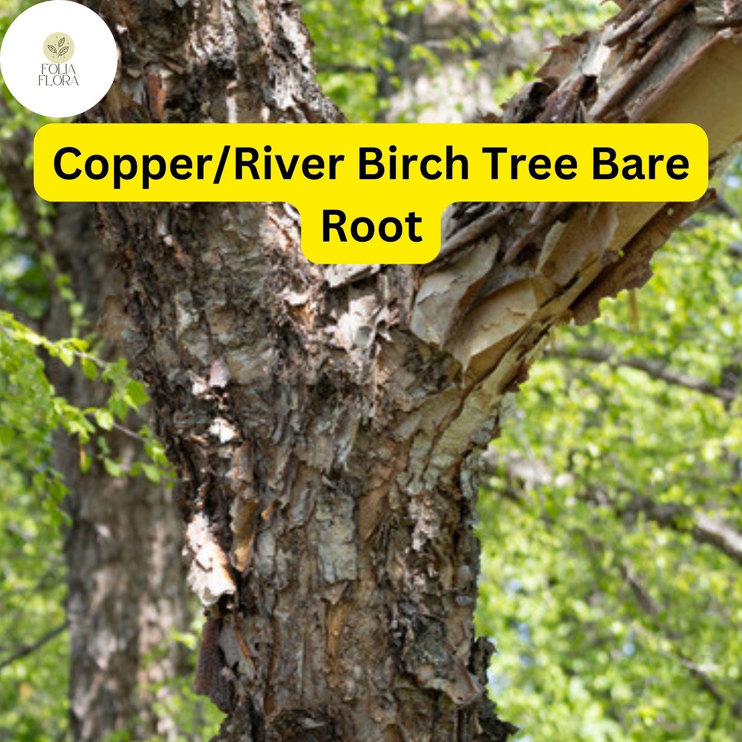 1 Live Bare Root Plant Copper/River Birch Tree, Betula nigra, 2-3 Feet Tall, Hardy Ornamental Shade Tree