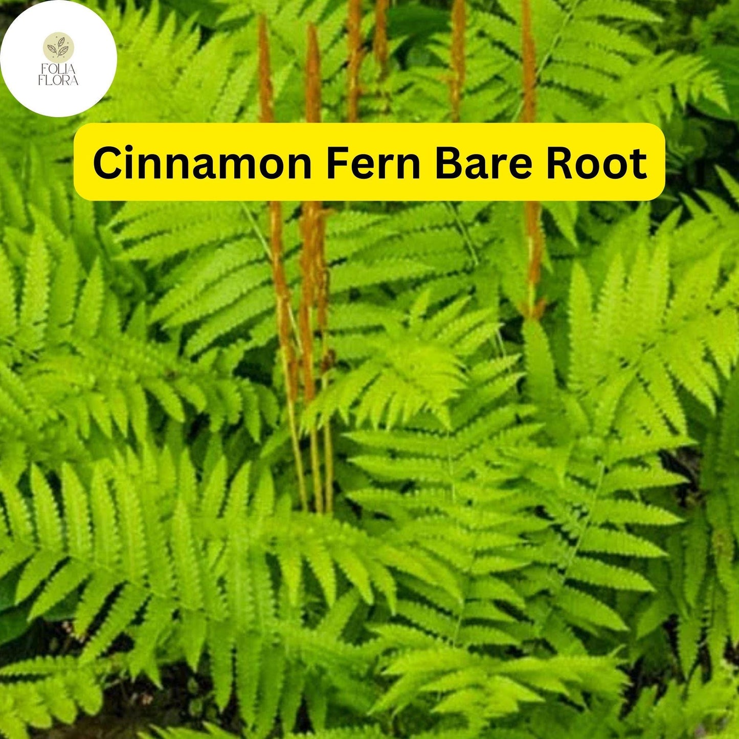 3 Bare Root Plants Small Cinnamon Ferns, Osmunda cinnamomea, Hardy Perennial Ferns for Shade Gardens