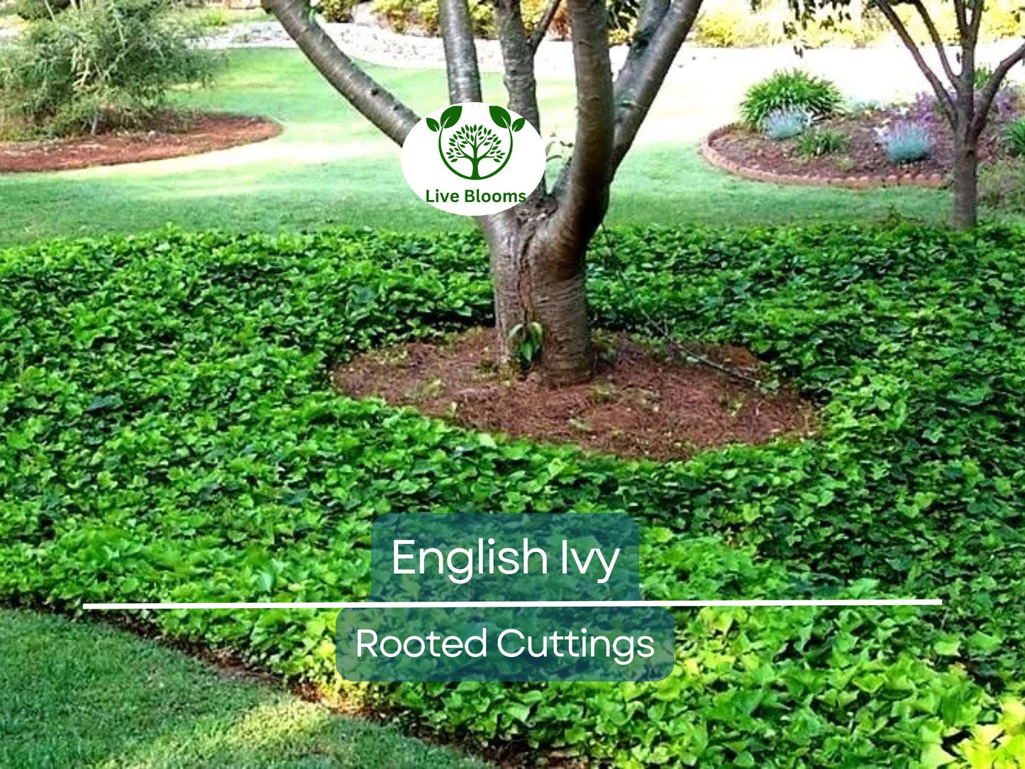 5 English Ivy Bare Root Live Plants 3" – Hedera helix for Ground Cover, Living Fence, Patio Greenery, Lawn & Garden Vines