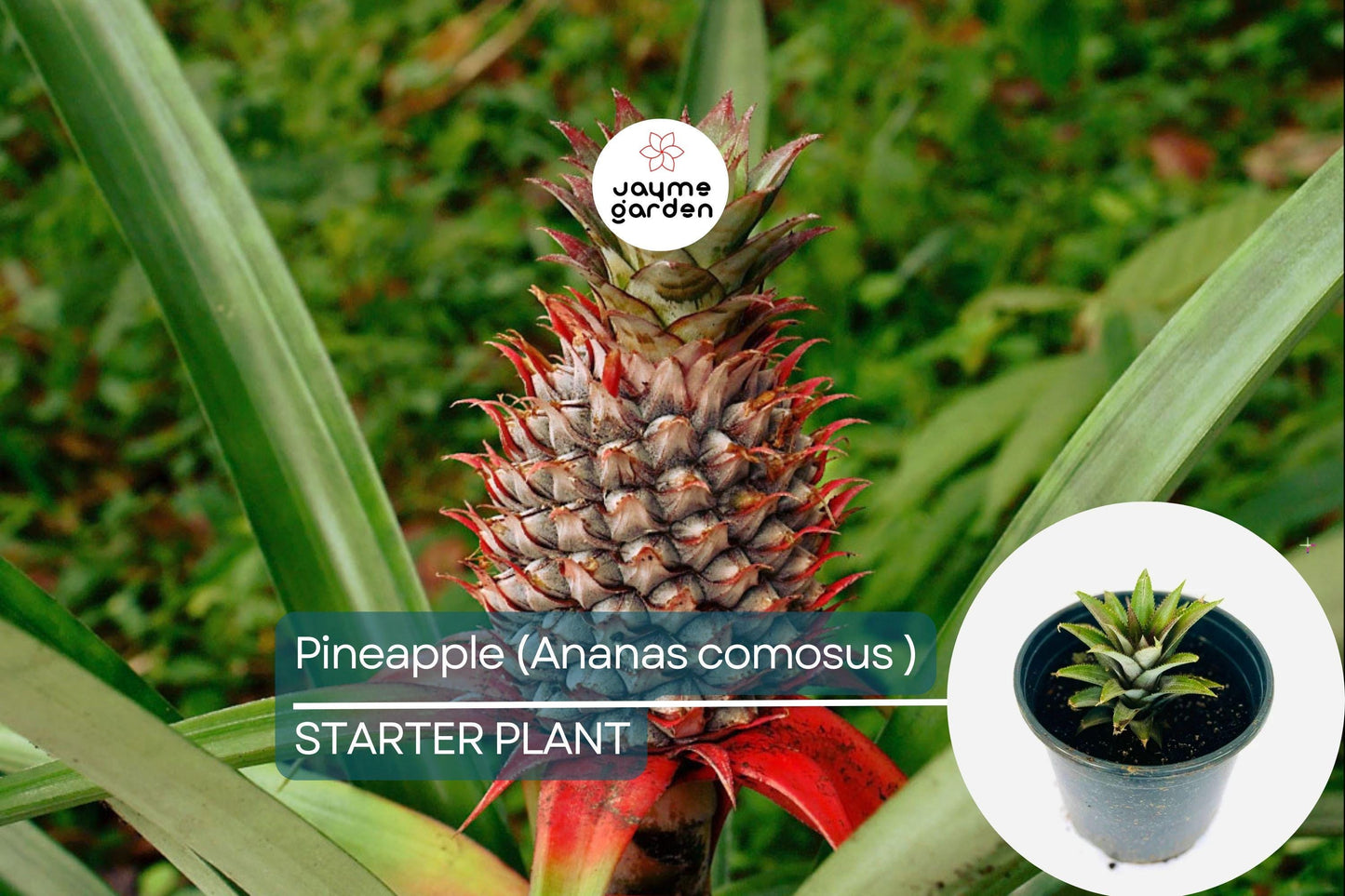 Pineapple Starter Plant (Ananas comosus) Sweet Tropical Fruit Live Plant 12β-24β | Easy Care & Juicy Homegrown Fruit