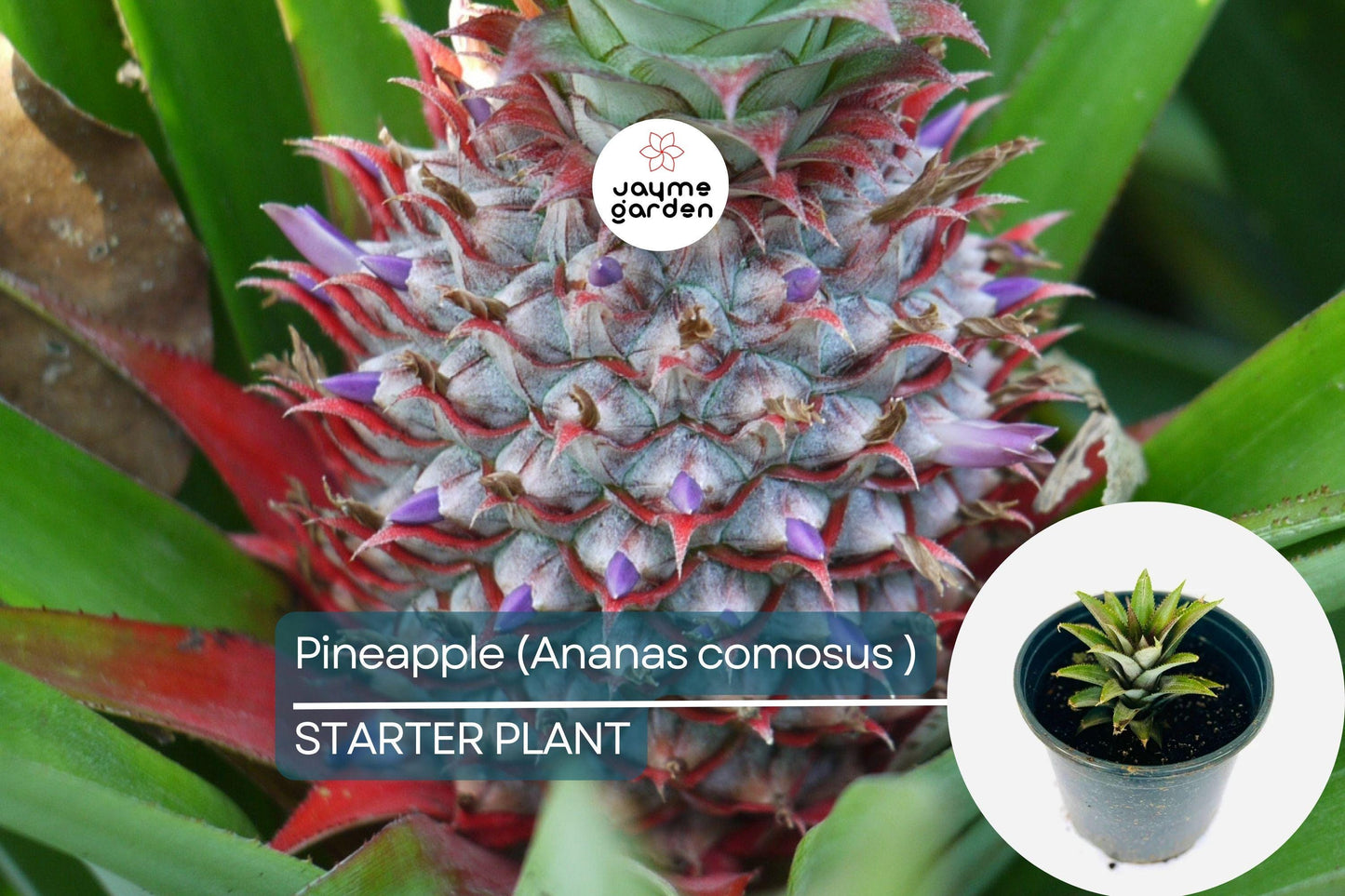 Pineapple Starter Plant (Ananas comosus) Sweet Tropical Fruit Live Plant 12β-24β | Easy Care & Juicy Homegrown Fruit