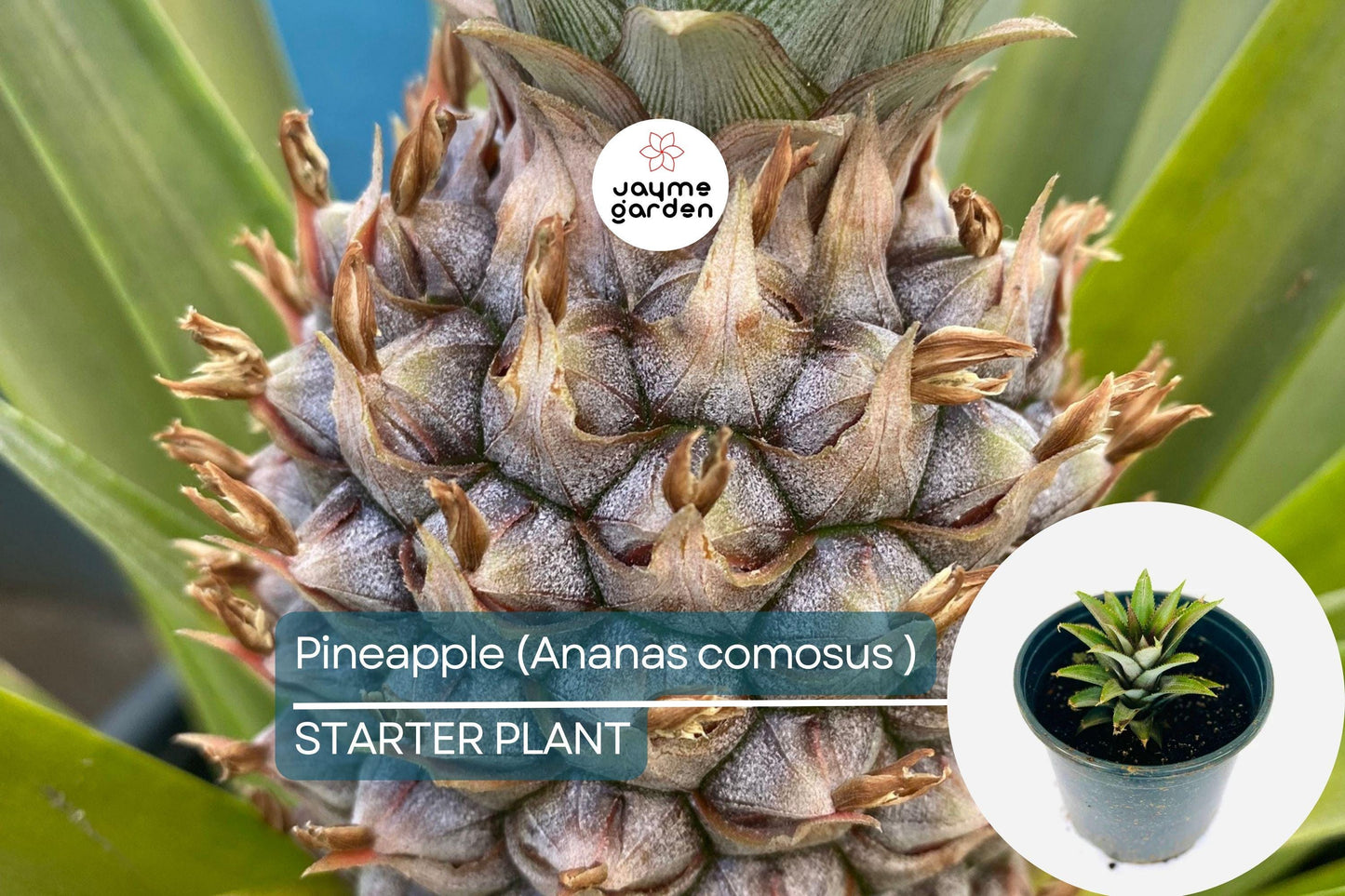 Pineapple Starter Plant (Ananas comosus) Sweet Tropical Fruit Live Plant 12β-24β | Easy Care & Juicy Homegrown Fruit