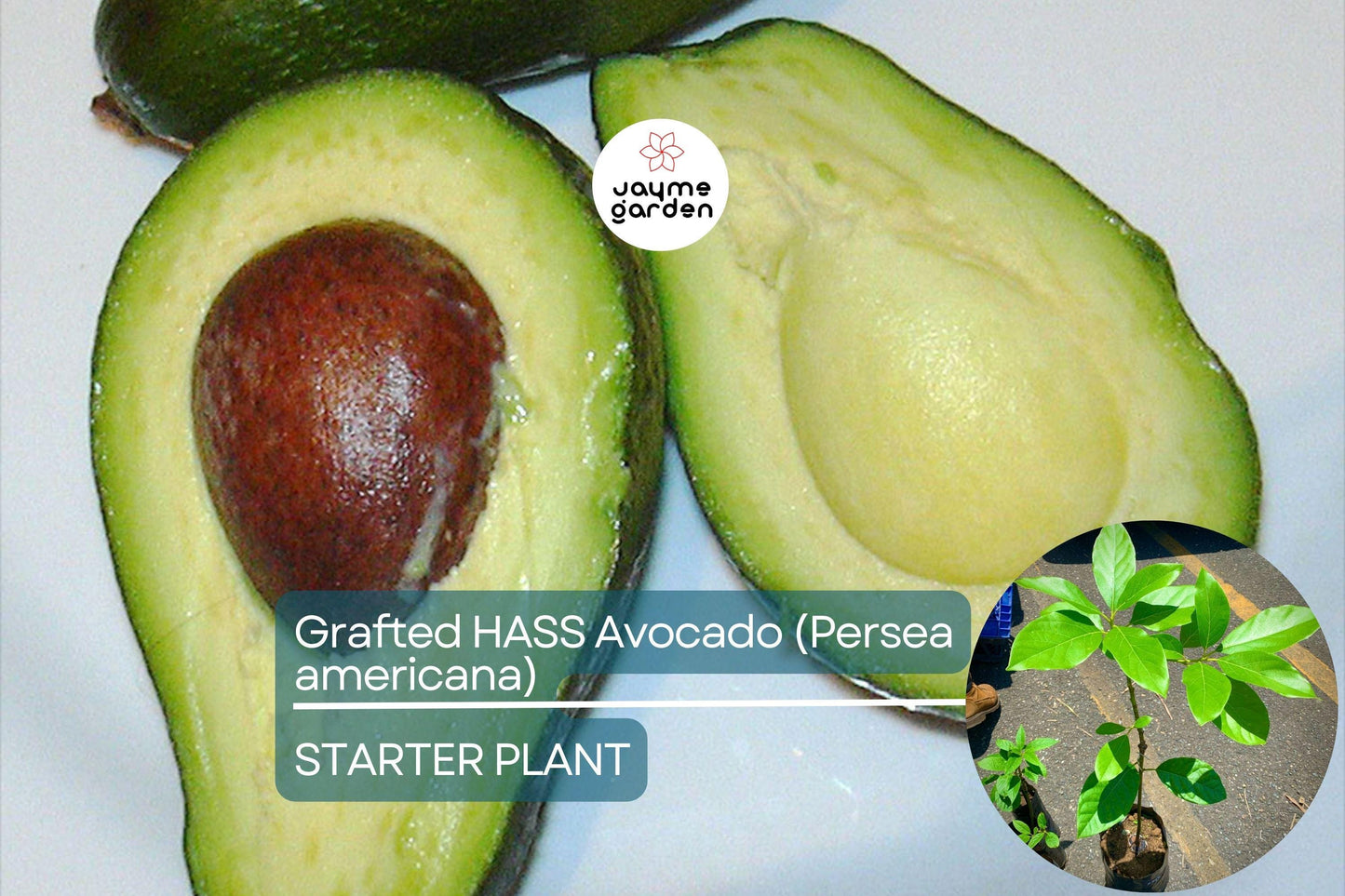 Grafted Hass Avocado (Persea americana) Live Tropical Fruit Tree 12β-24β | Creamy Homegrown Avocados | Easy to Grow Starter Plant