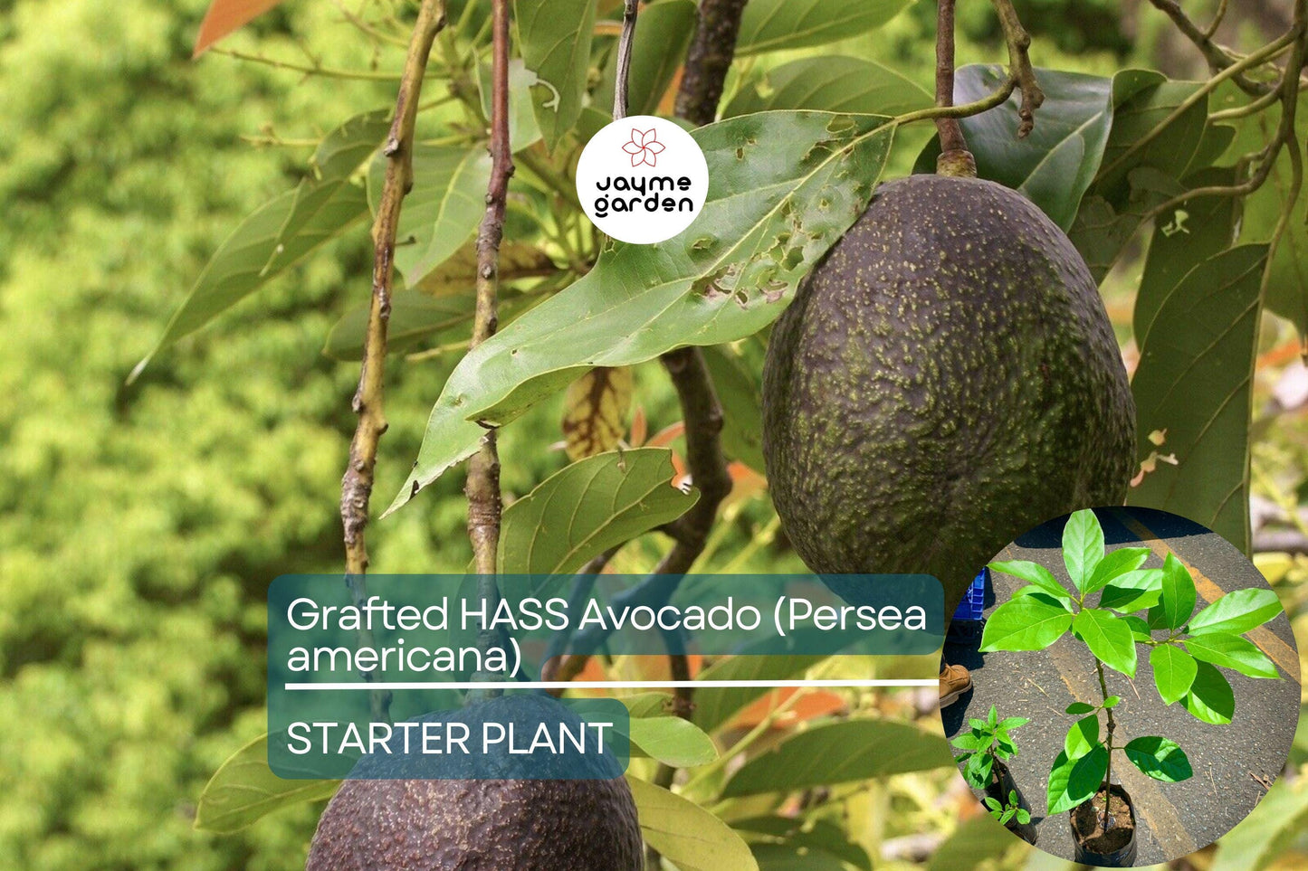 Grafted Hass Avocado (Persea americana) Live Tropical Fruit Tree 12β-24β | Creamy Homegrown Avocados | Easy to Grow Starter Plant