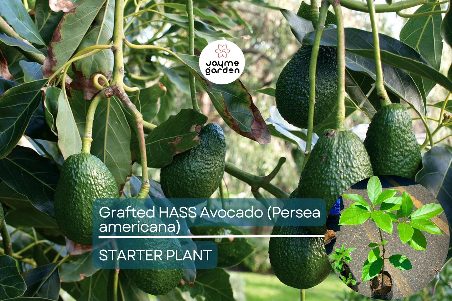 Grafted Hass Avocado (Persea americana) Live Tropical Fruit Tree 12β-24β | Creamy Homegrown Avocados | Easy to Grow Starter Plant