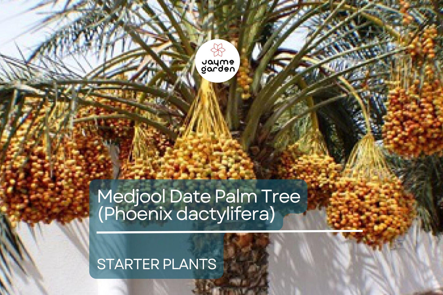 Medjool Date Palm Tree - 7" Potted, 5+ Years Old, Phoenix Dactylifera, 1 Live Starter Plant, 38"+ Tall - Edible & Ornamental