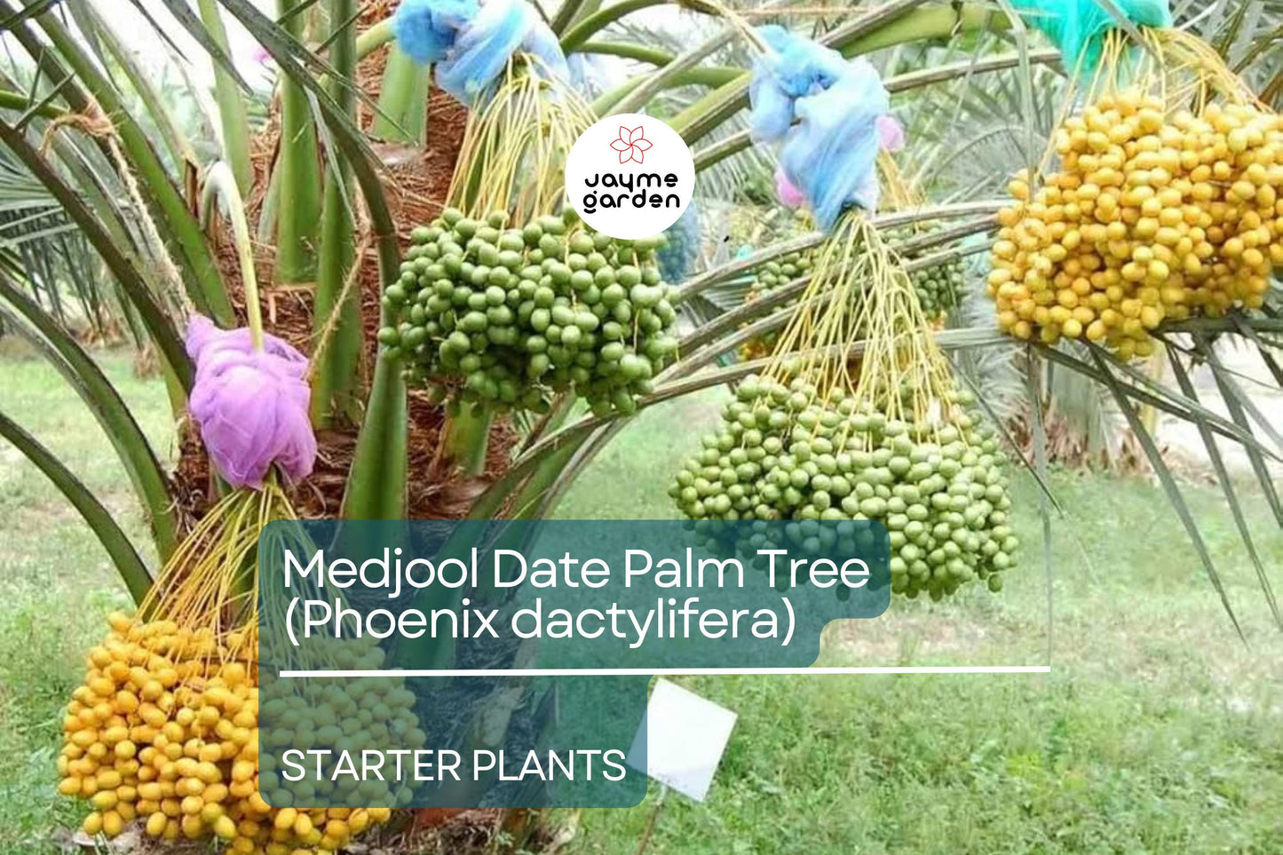 Medjool Date Palm Tree - 7" Potted, 5+ Years Old, Phoenix Dactylifera, 1 Live Starter Plant, 38"+ Tall - Edible & Ornamental