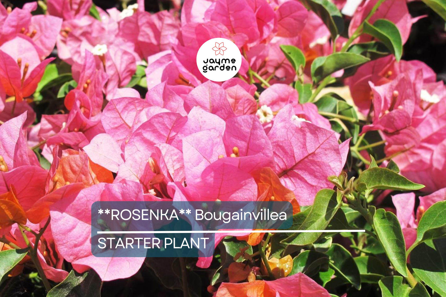 Rosenka Bougainvillea Starter Plant | Rare Well-Rooted Plug | Colorful Live Evergreen | Tropical Vine for USDA Zones 9+