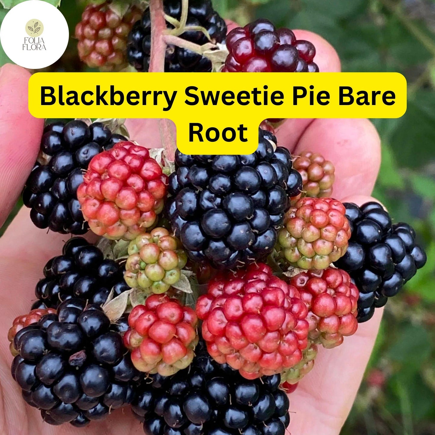 1 Sweetie Pie Blackberry Plant - Rubus Bare Root Starter Plant