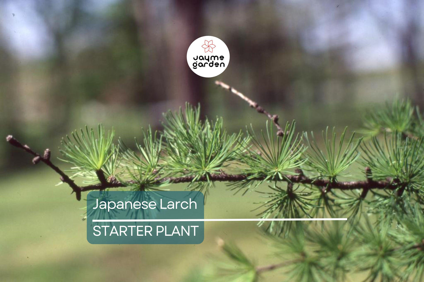 Japanese Larch Tree (Larix kaempferi) | 12–14" Live Seedling | Perfect for Bonsai | 2-Year-Old Deciduous Conifer