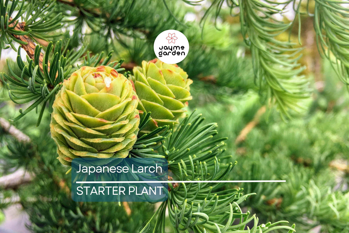 Japanese Larch Tree (Larix kaempferi) | 12–14" Live Seedling | Perfect for Bonsai | 2-Year-Old Deciduous Conifer