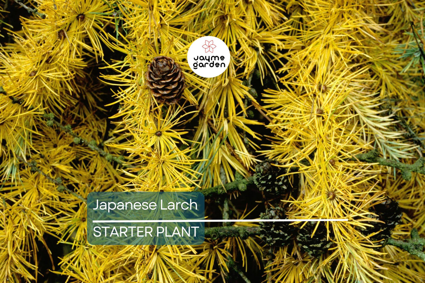 Japanese Larch Tree (Larix kaempferi) | 12–14" Live Seedling | Perfect for Bonsai | 2-Year-Old Deciduous Conifer