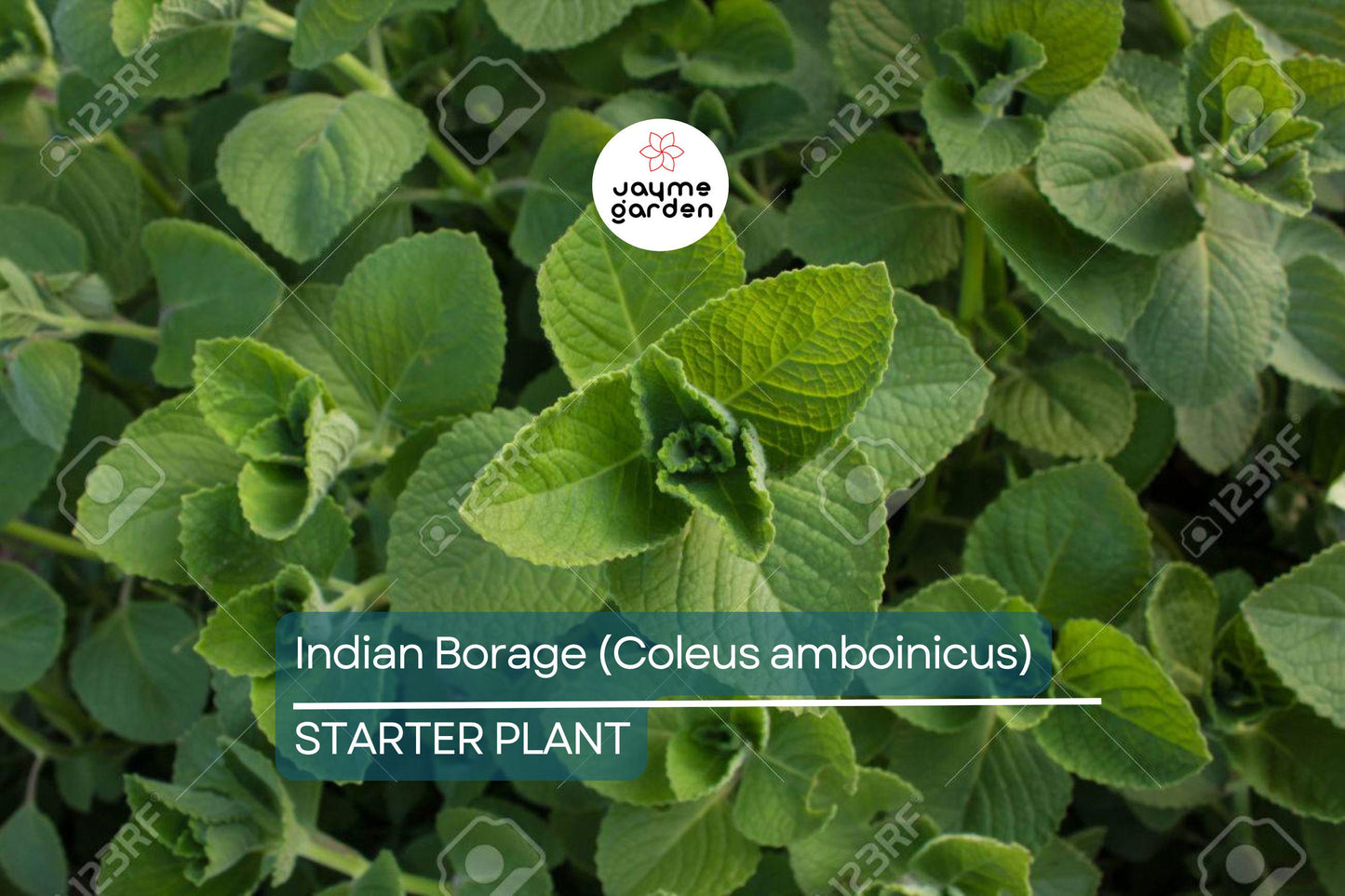 Indian Borage Live Tropical Herb 1'-2' Tall | Aromatic Succulent-Like Plant for Indoors or Gardens | Culinary & Medicinal Uses