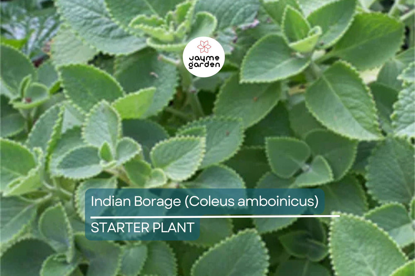 Indian Borage Live Tropical Herb 1'-2' Tall | Aromatic Succulent-Like Plant for Indoors or Gardens | Culinary & Medicinal Uses