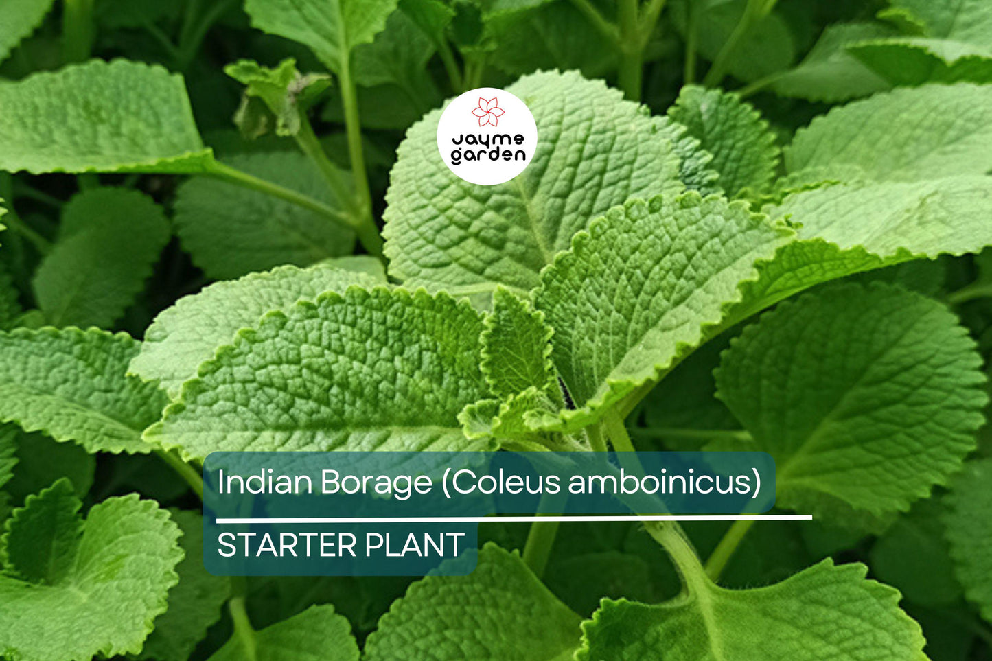 Indian Borage Live Tropical Herb 1'-2' Tall | Aromatic Succulent-Like Plant for Indoors or Gardens | Culinary & Medicinal Uses