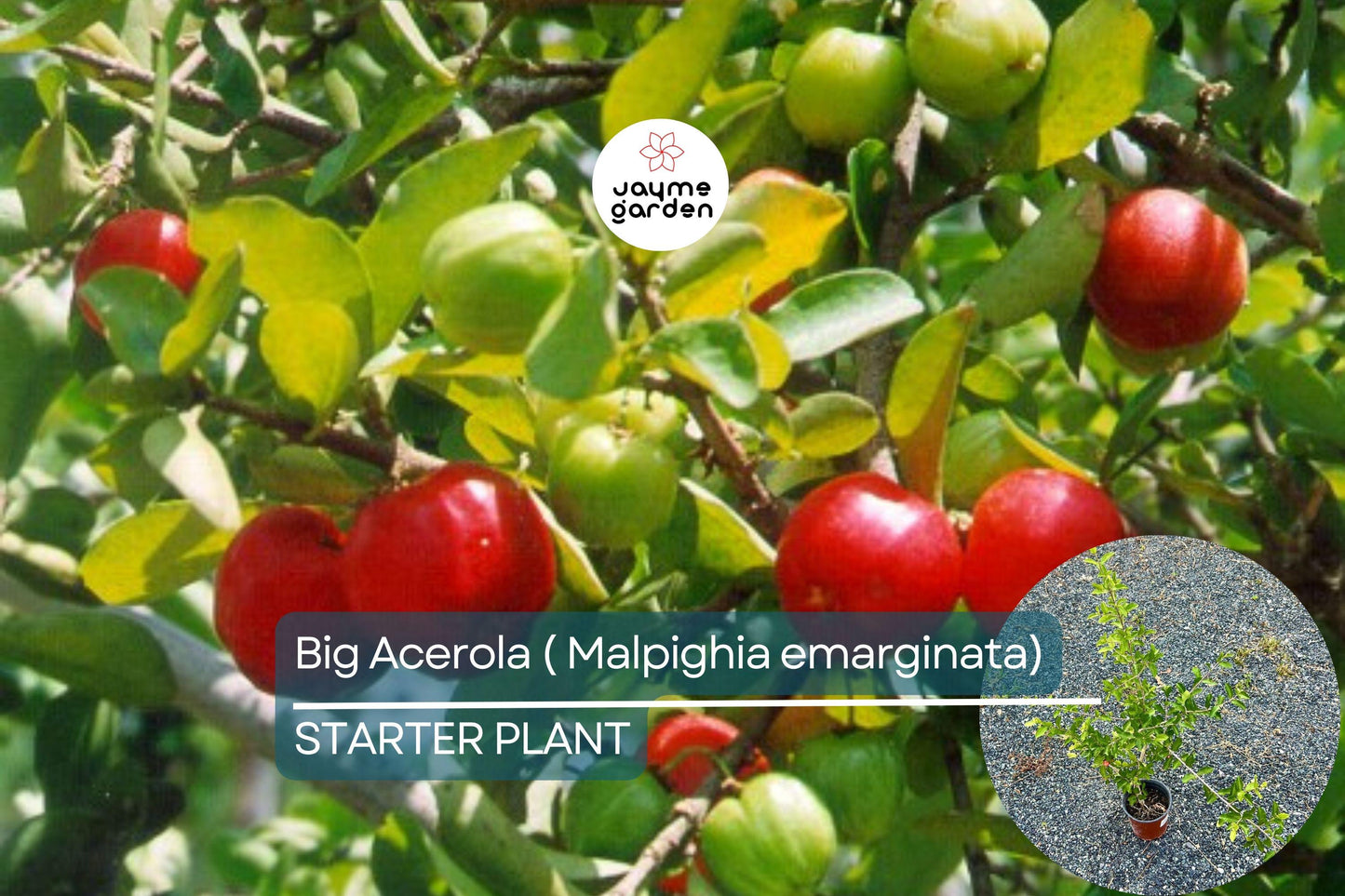 Big Acerola Tree 12″-24″ Live Tropical Fruit Tree | Vitamin C-Rich Barbados Cherry Plant | Compact & Elegant for Gardens or Pots