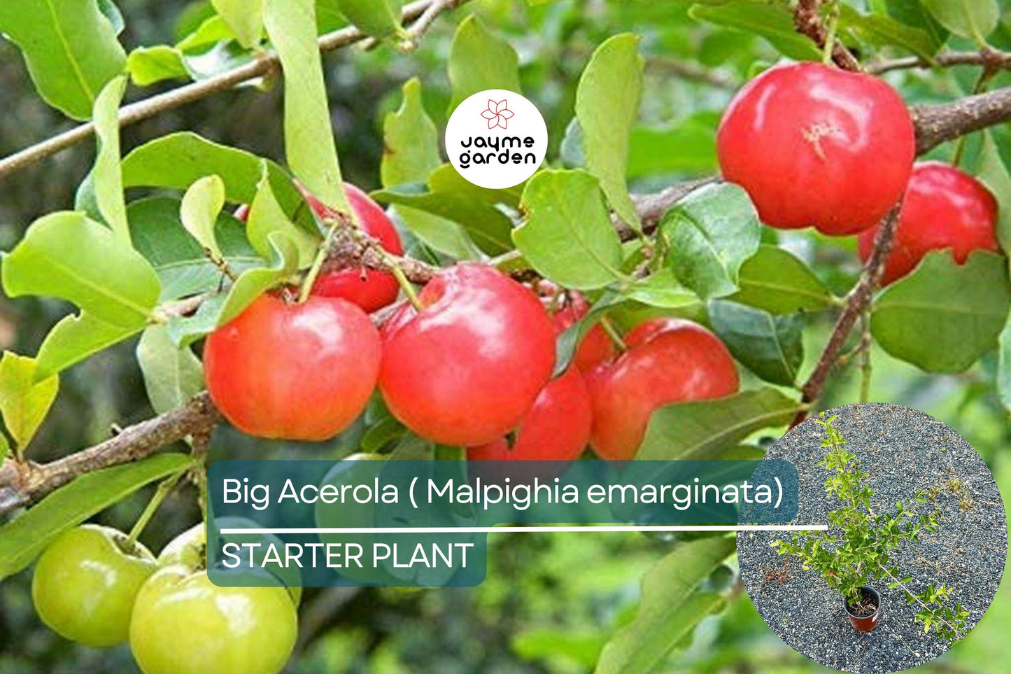 Big Acerola Tree 12″-24″ Live Tropical Fruit Tree | Vitamin C-Rich Barbados Cherry Plant | Compact & Elegant for Gardens or Pots