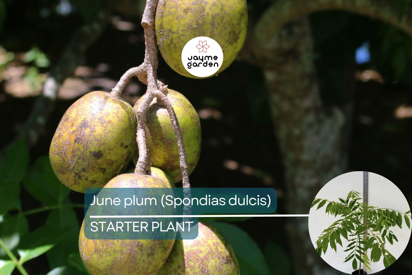 June Plum Tree 12β³-24β³ Live Starter Tropical Fruit Tree | Spondias dulcis | Grow Sweet & Tangy Exotic Fruits in Your Garden