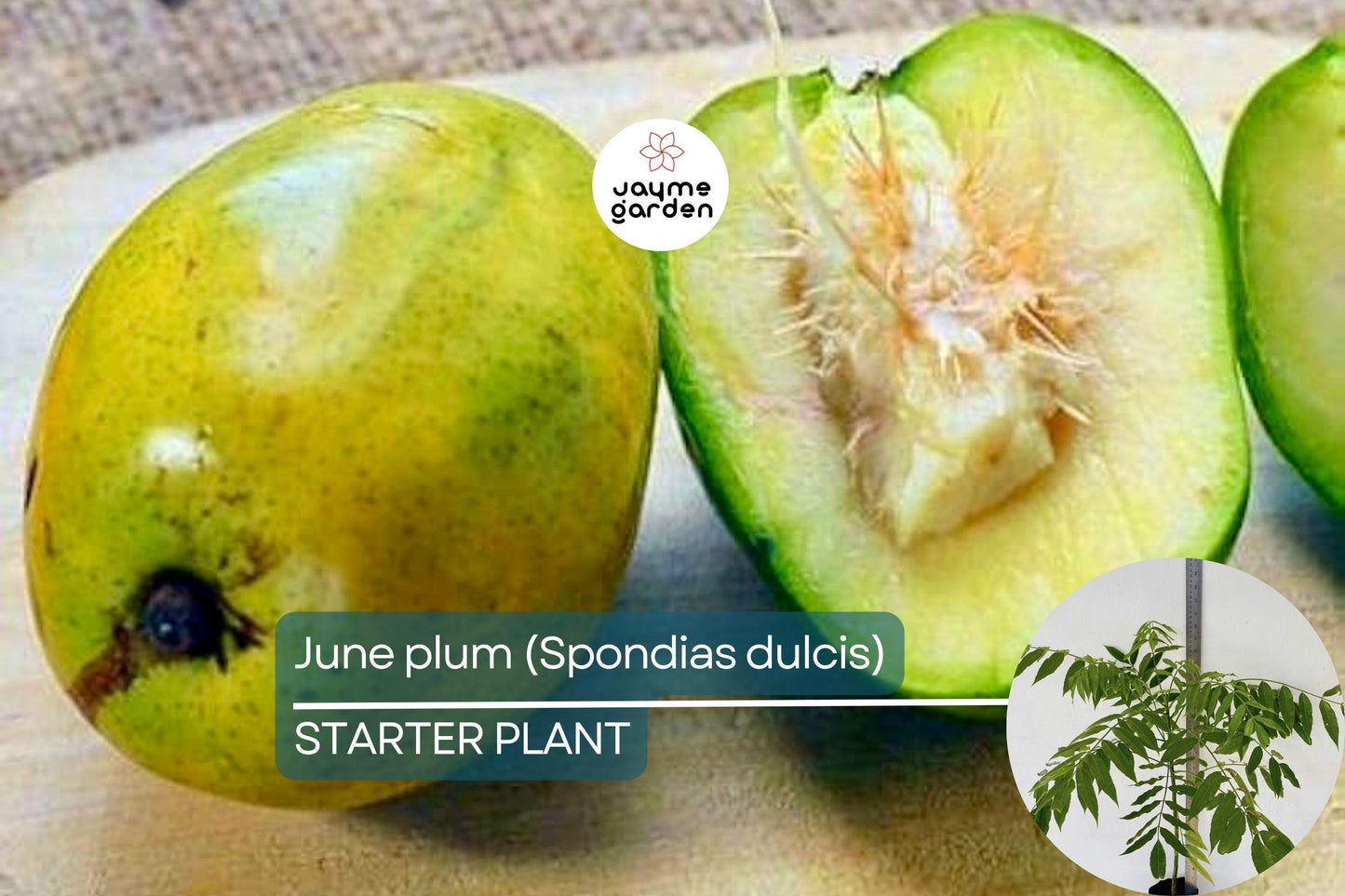 June Plum Tree 12β³-24β³ Live Starter Tropical Fruit Tree | Spondias dulcis | Grow Sweet & Tangy Exotic Fruits in Your Garden