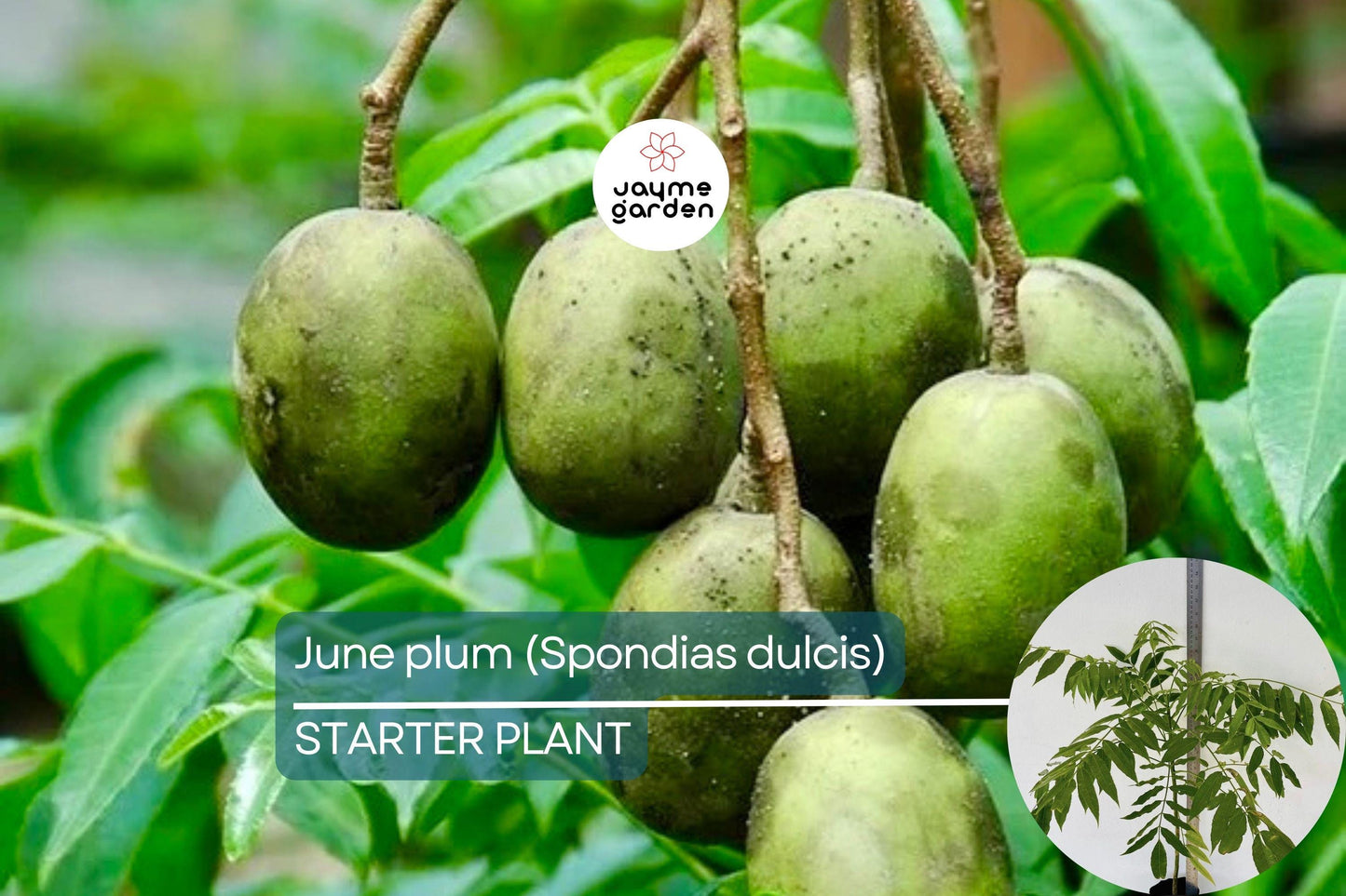 June Plum Tree 12β³-24β³ Live Starter Tropical Fruit Tree | Spondias dulcis | Grow Sweet & Tangy Exotic Fruits in Your Garden