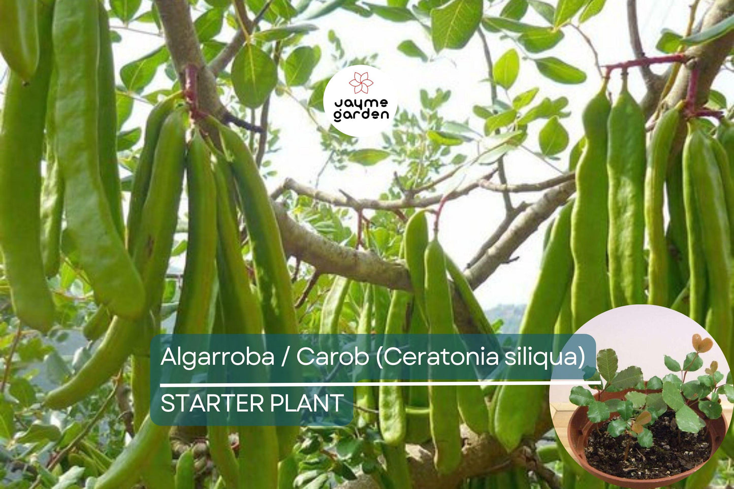 Carob Tree Starter Plant - Algarroba (Ceratonia siliqua) 12β-24β | Nutrient-Rich, Easy-Care Tree for Garden