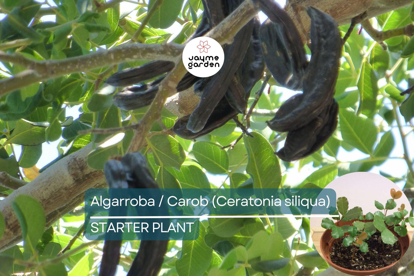Carob Tree Starter Plant - Algarroba (Ceratonia siliqua) 12β-24β | Nutrient-Rich, Easy-Care Tree for Garden