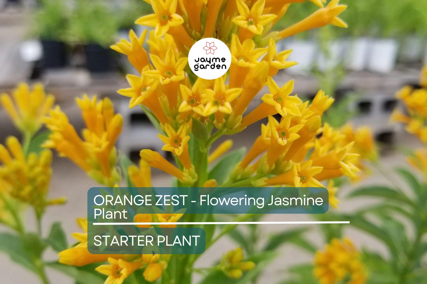Orange Zest Jasmine (Cestrum aurantiacum) | Live Flowering Shrub | Attracts Butterflies | Hardy Zones 7-8 | 5 Ft Tall