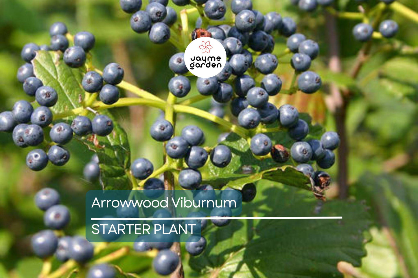 Arrowwood Viburnum Bush | Live Bare Root Plant | Fast-Growing Wildlife Habitat with White Flowers & Edible Blue-Black Fruits