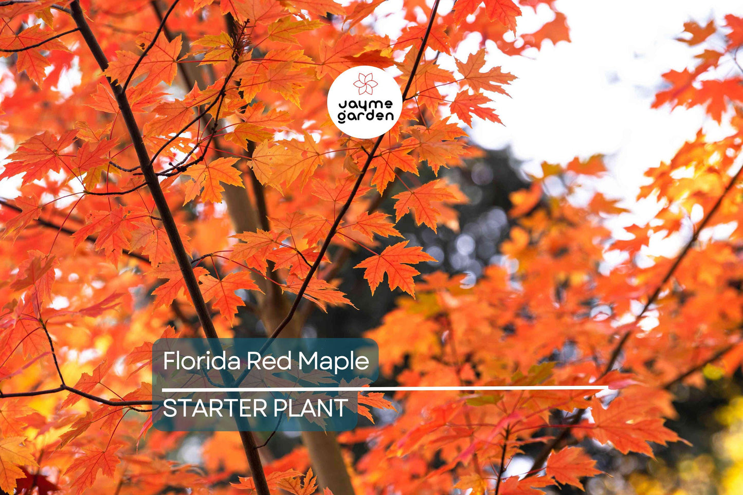 12 Florida Red Maple Trees 8-15" Live Seedlings | Acer Rubrum | Bare Root | Brilliant Scarlet Autumn Foliage