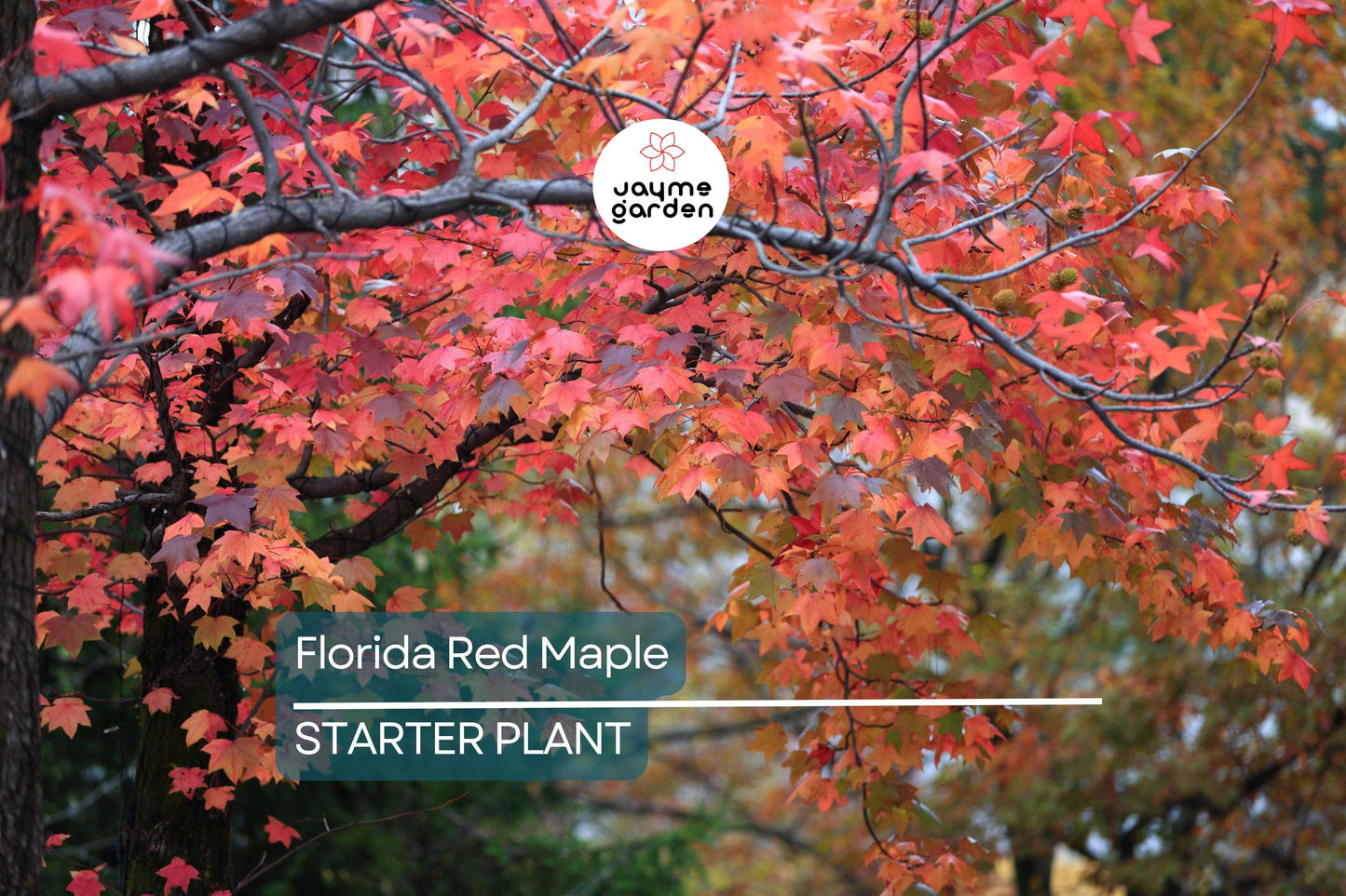 12 Florida Red Maple Trees 8-15" Live Seedlings | Acer Rubrum | Bare Root | Brilliant Scarlet Autumn Foliage
