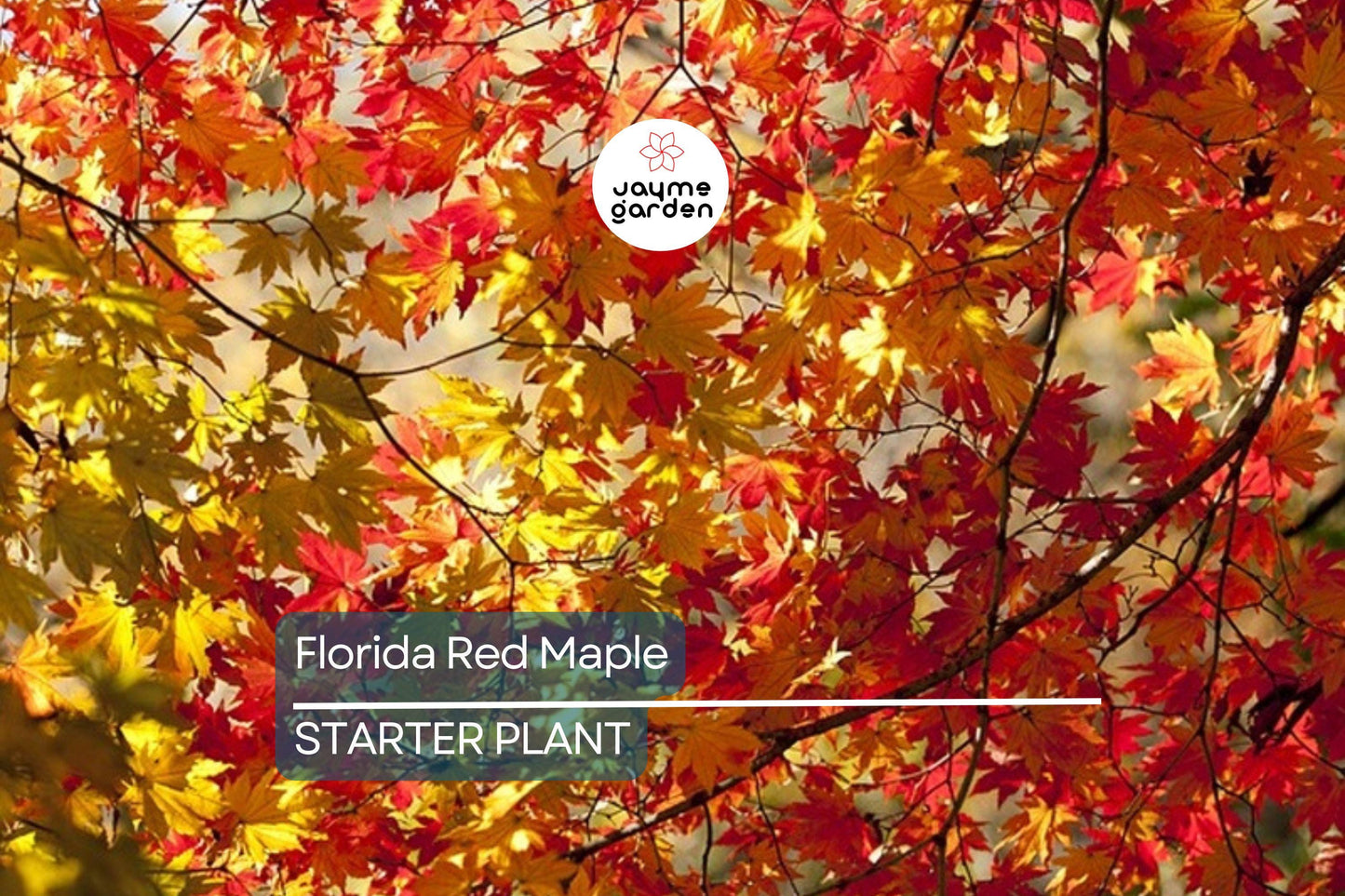 12 Florida Red Maple Trees 8-15" Live Seedlings | Acer Rubrum | Bare Root | Brilliant Scarlet Autumn Foliage