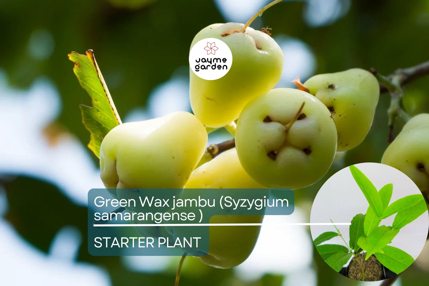 Green Wax Jambu Fruit Tree 12β³-24β³ - Live Syzygium samarangense | Tropical Sweet & Juicy Bell-Shaped Fruit Tree