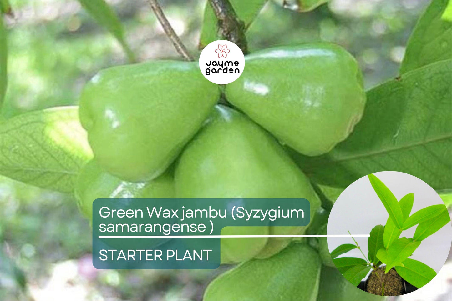 Green Wax Jambu Fruit Tree 12β³-24β³ - Live Syzygium samarangense | Tropical Sweet & Juicy Bell-Shaped Fruit Tree