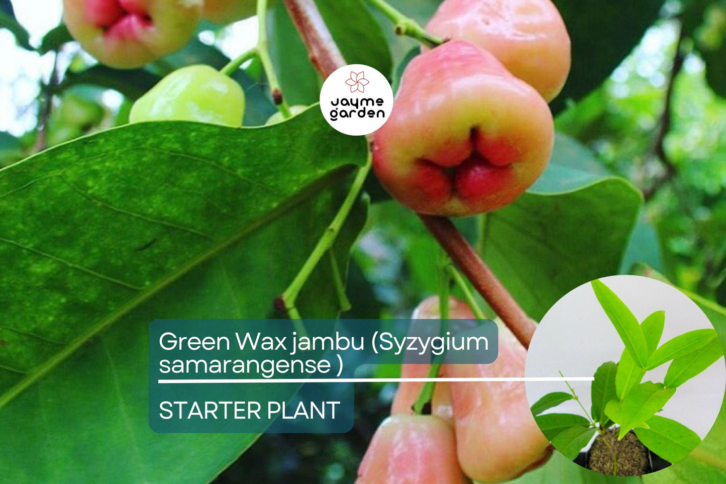 Green Wax Jambu Fruit Tree 12β³-24β³ - Live Syzygium samarangense | Tropical Sweet & Juicy Bell-Shaped Fruit Tree