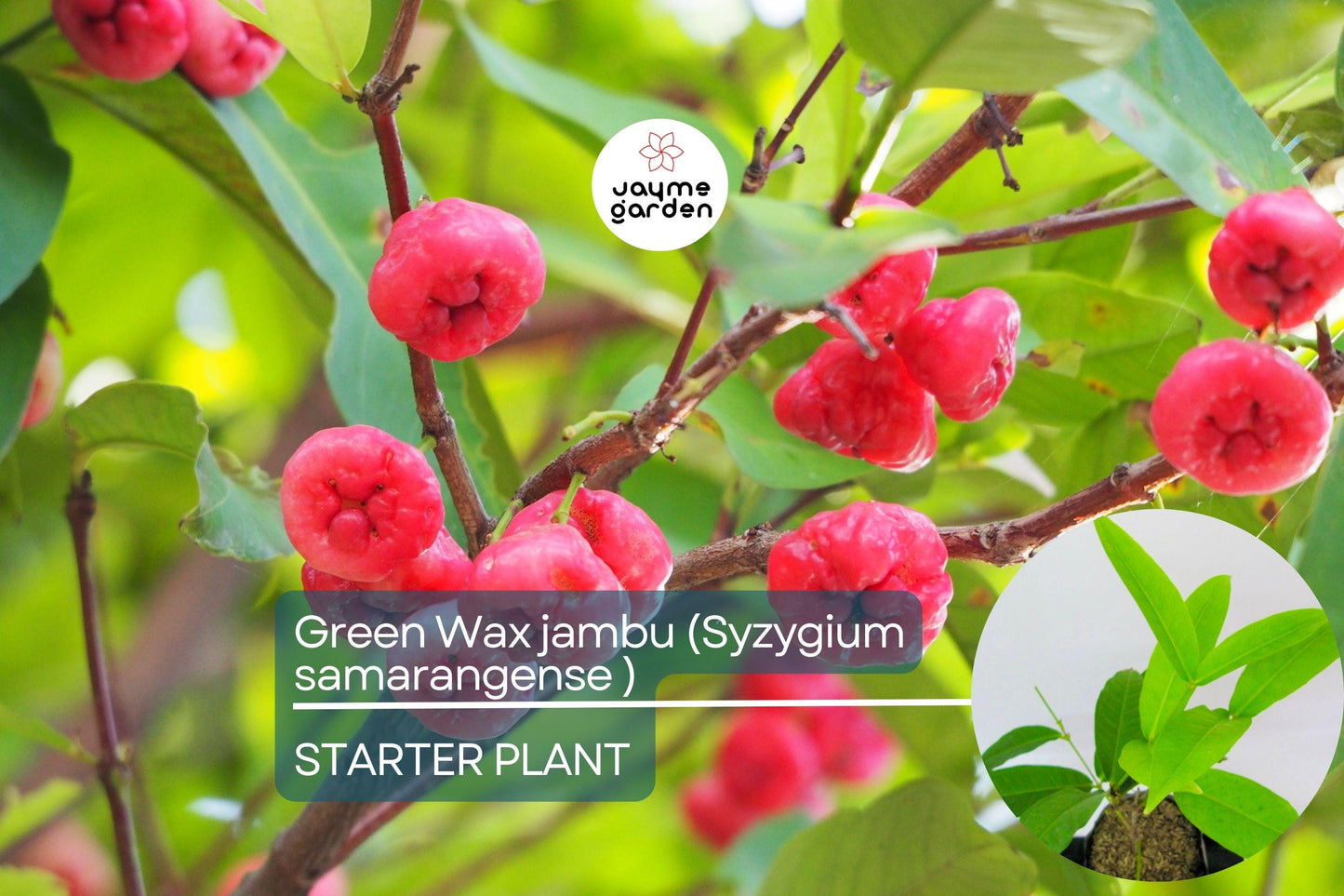 Green Wax Jambu Fruit Tree 12β³-24β³ - Live Syzygium samarangense | Tropical Sweet & Juicy Bell-Shaped Fruit Tree