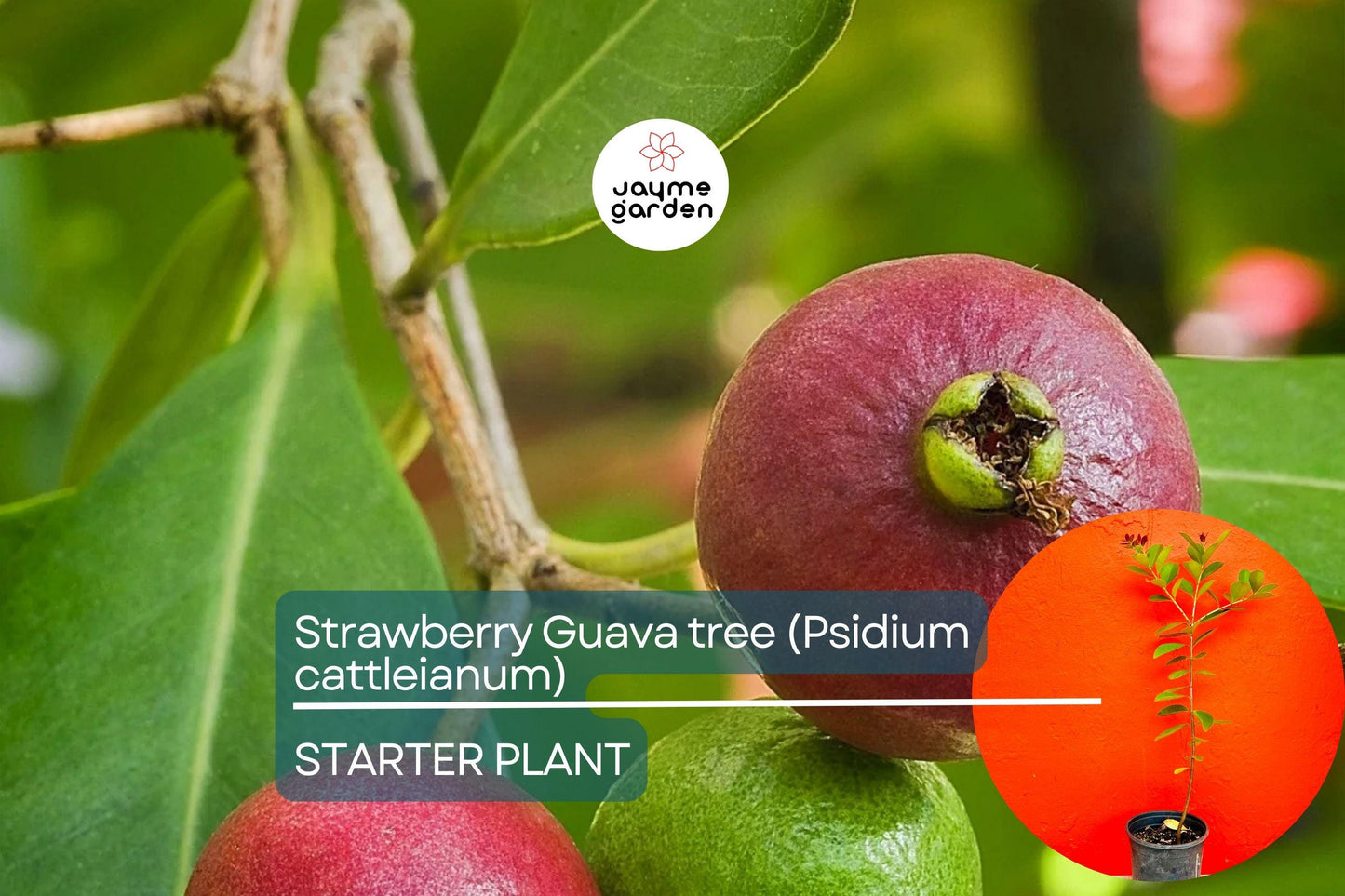 Strawberry Guava Tree 1β²-2β² (Psidium cattleianum) - Live Tropical Fruit Tree | Sweet Aromatic Guava for Gardens and Containers