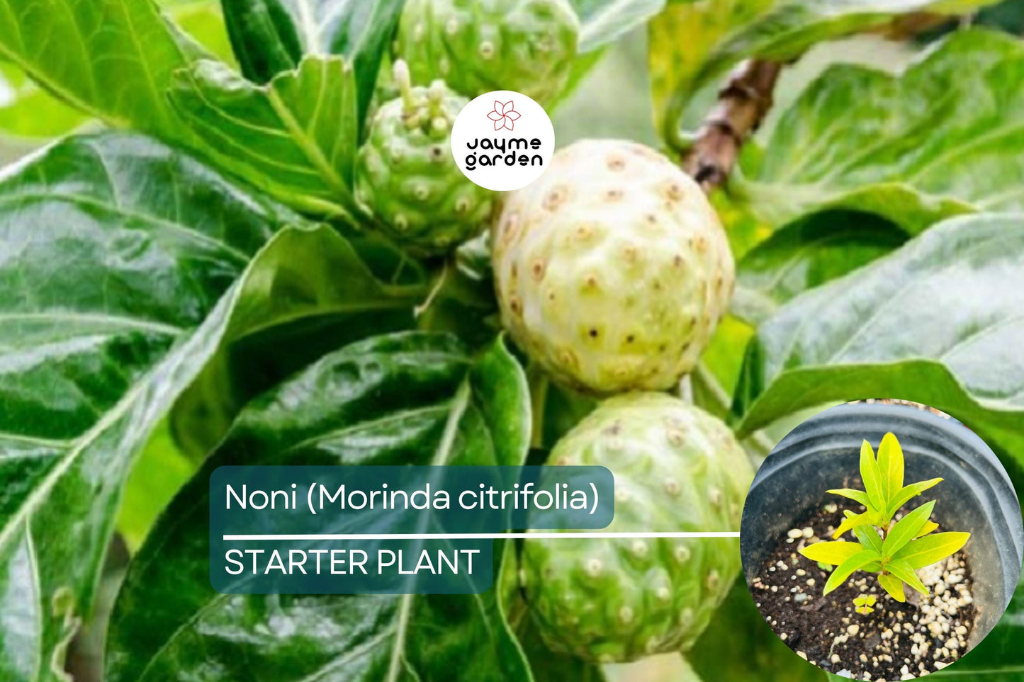 Noni Fruit Tree 6β-12β (Morinda citrifolia) - Live Starter Plant | Tropical Medicinal Tree with Nutrient-Rich Fruits