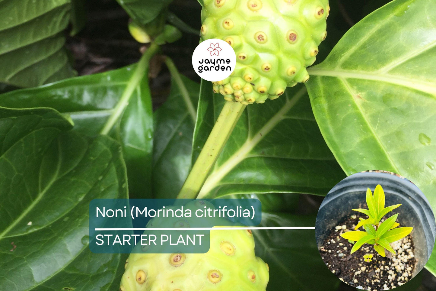 Noni Fruit Tree 6β-12β (Morinda citrifolia) - Live Starter Plant | Tropical Medicinal Tree with Nutrient-Rich Fruits