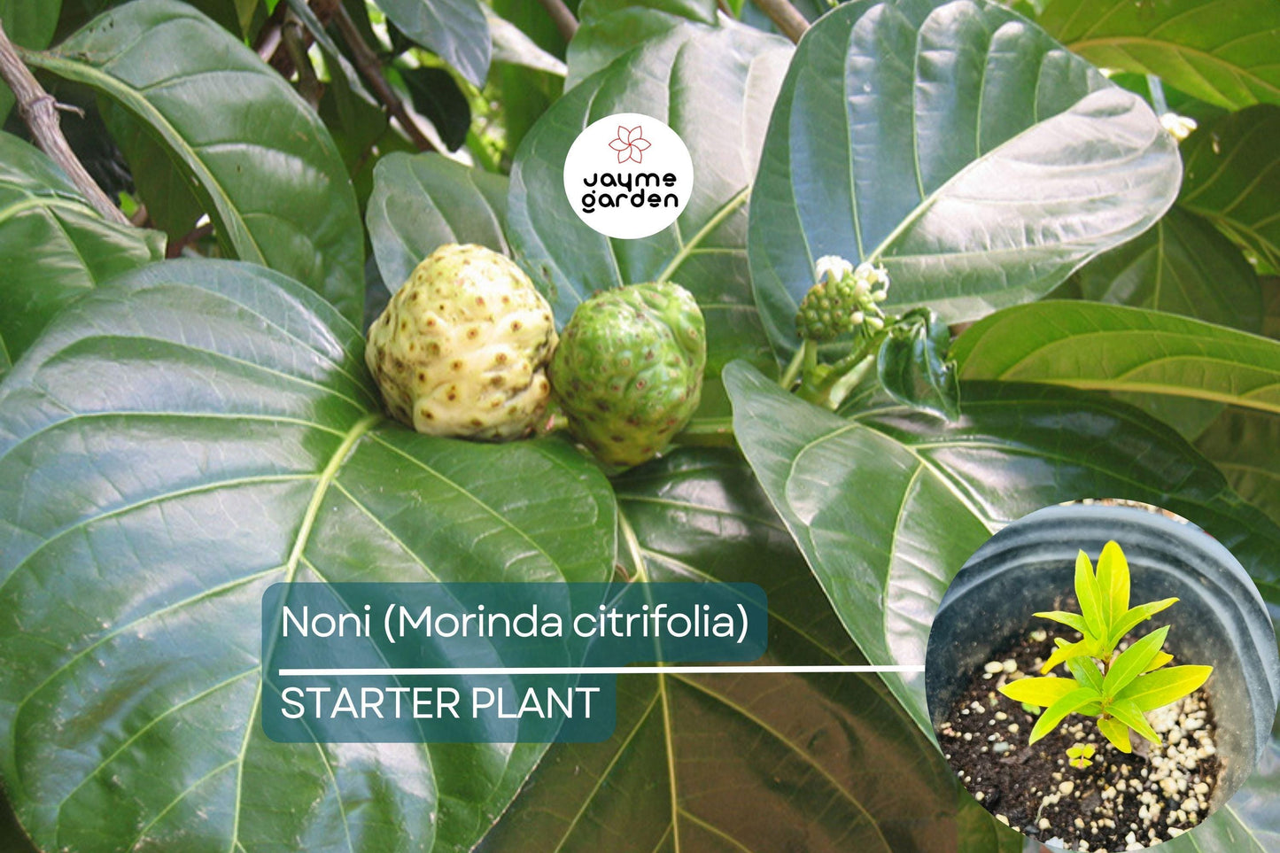 Noni Fruit Tree 6β-12β (Morinda citrifolia) - Live Starter Plant | Tropical Medicinal Tree with Nutrient-Rich Fruits