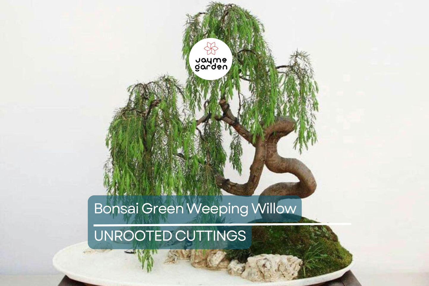 Green Weeping Willow Bonsai Tree Cutting | Thick Trunk | Fast Growing & Easy DIY Gift | Perfect for Beginners and Enthusiasts