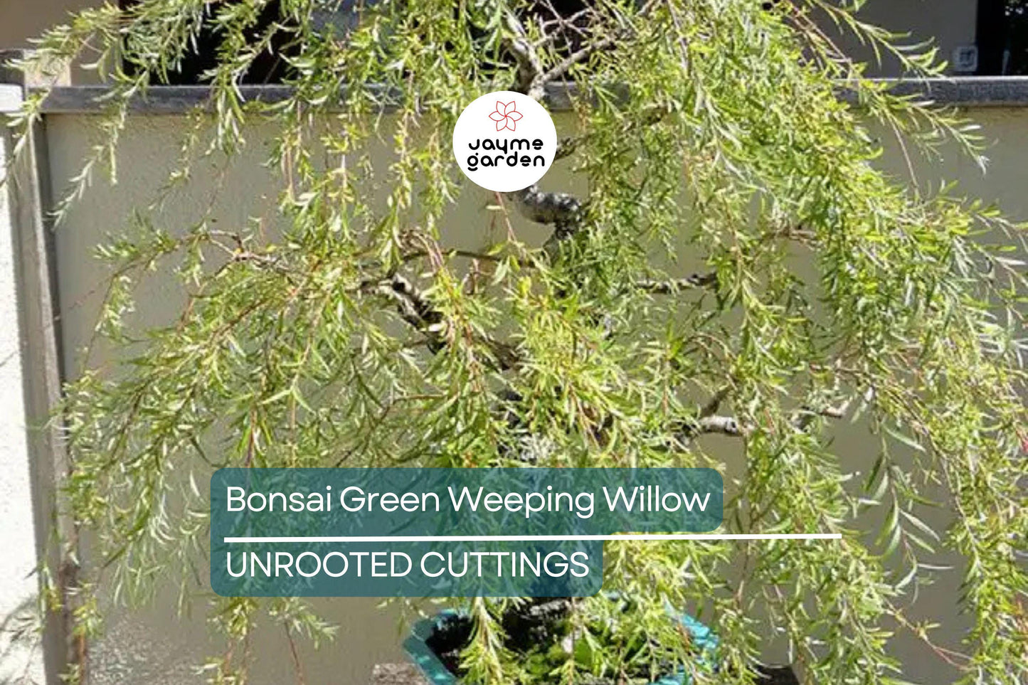 Green Weeping Willow Bonsai Tree Cutting | Thick Trunk | Fast Growing & Easy DIY Gift | Perfect for Beginners and Enthusiasts