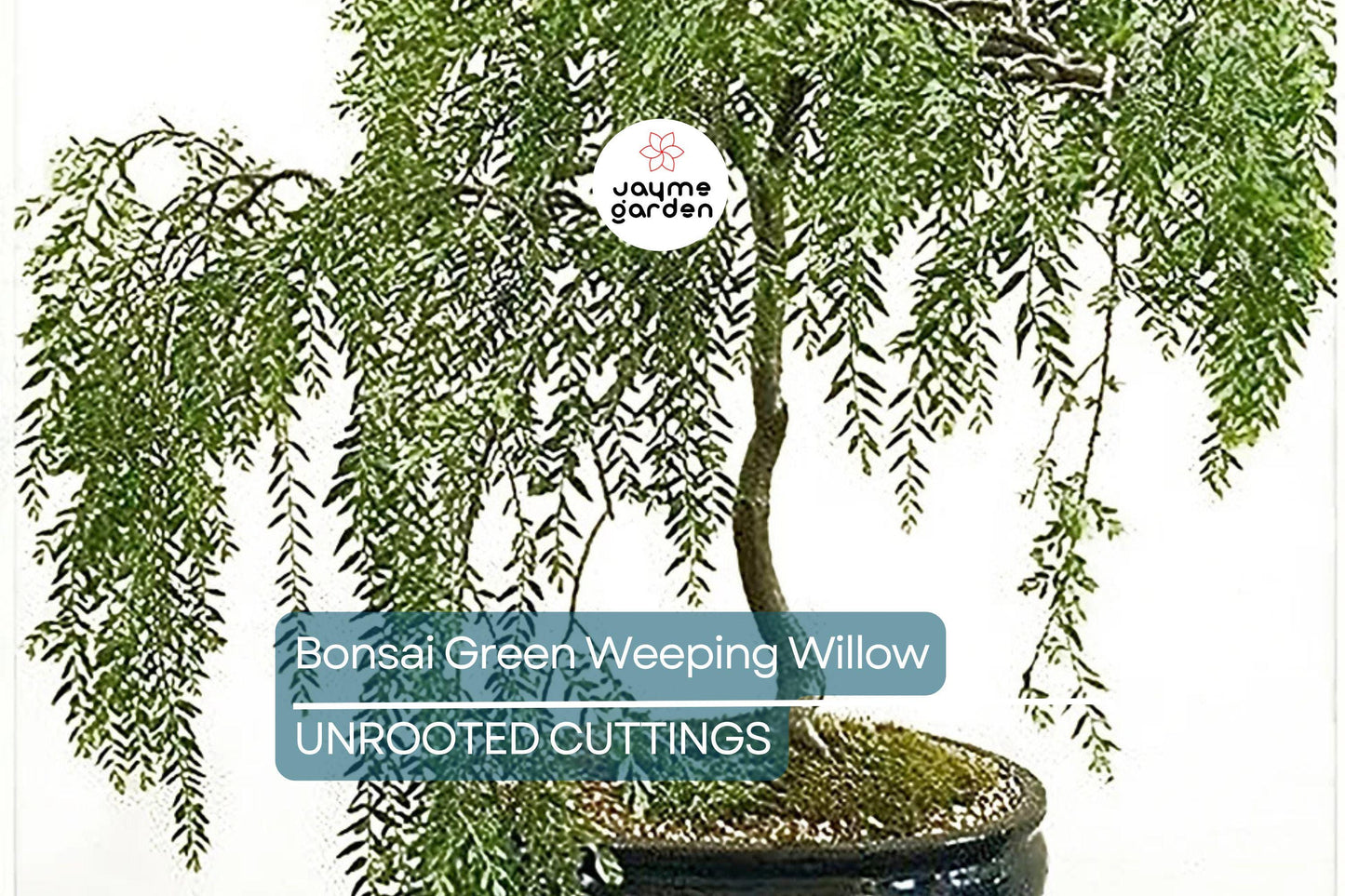Green Weeping Willow Bonsai Tree Cutting | Thick Trunk | Fast Growing & Easy DIY Gift | Perfect for Beginners and Enthusiasts
