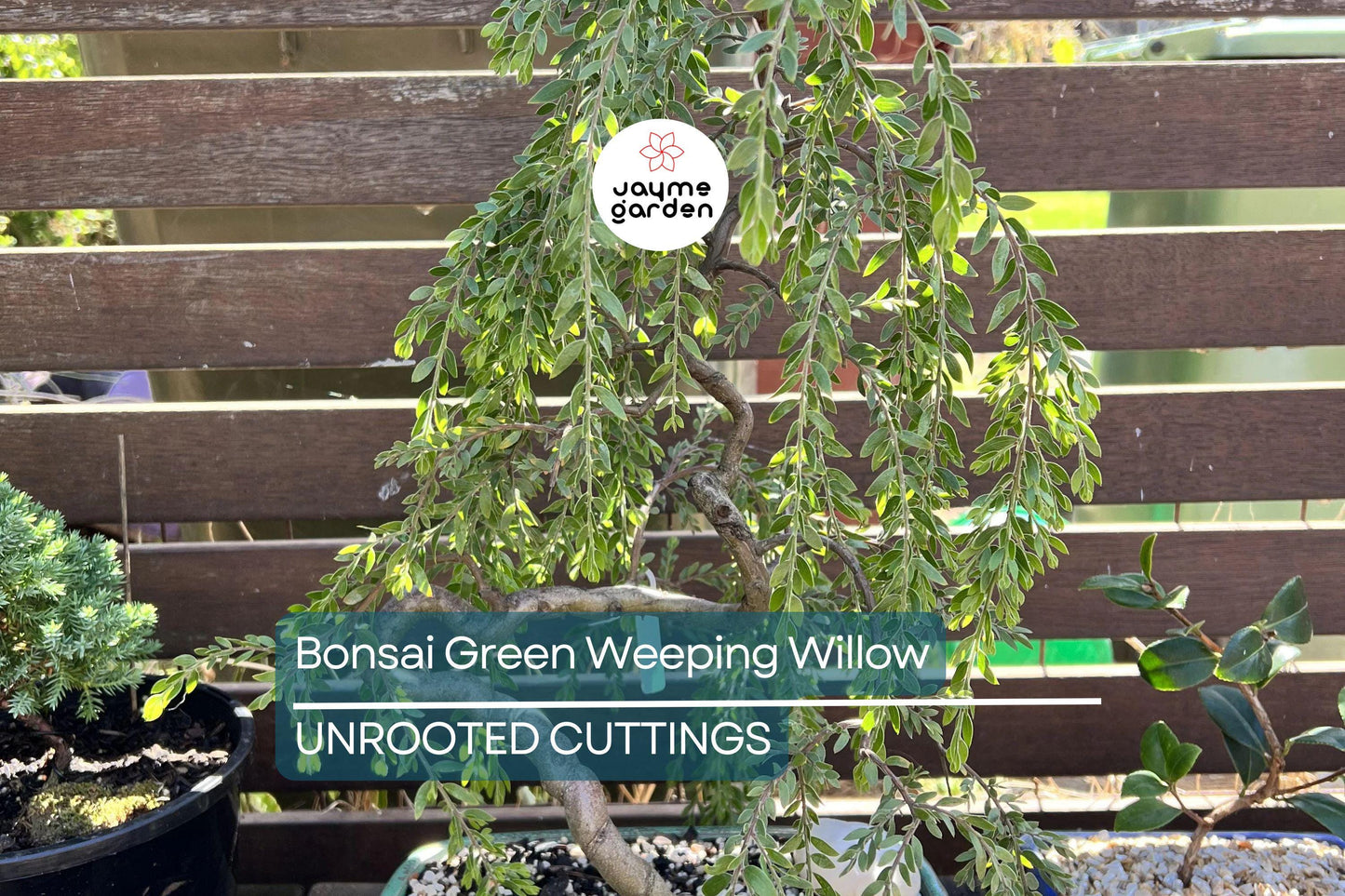 Green Weeping Willow Bonsai Tree Cutting | Thick Trunk | Fast Growing & Easy DIY Gift | Perfect for Beginners and Enthusiasts
