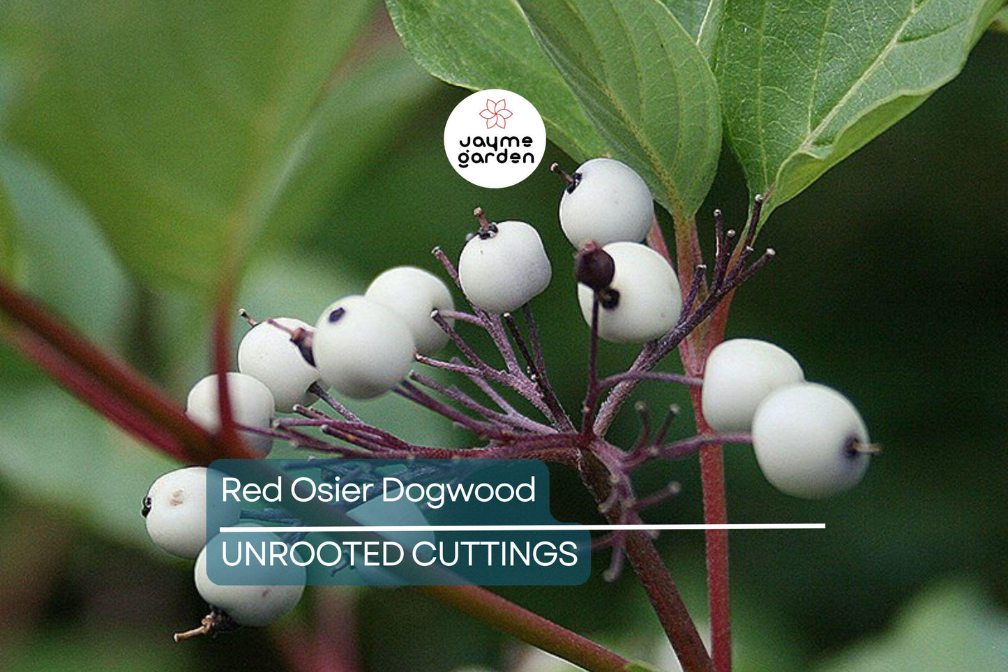 Red Osier Dogwood Cuttings | 12 Live Starter Plants | Native Shrub for Hedges, Wildlife, and Pollinators | Hardy Zones 2-7
