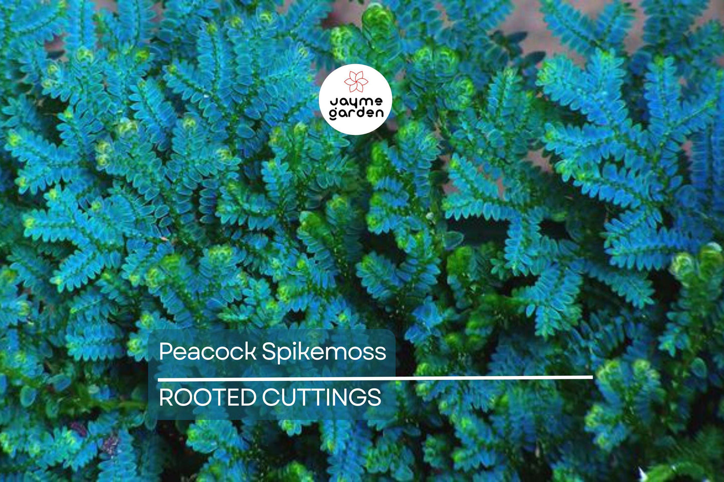 Peacock Spikemoss Rainbow Fern Cutting - Selaginella Uncinata for Terrariums, 5” Portion with Roots