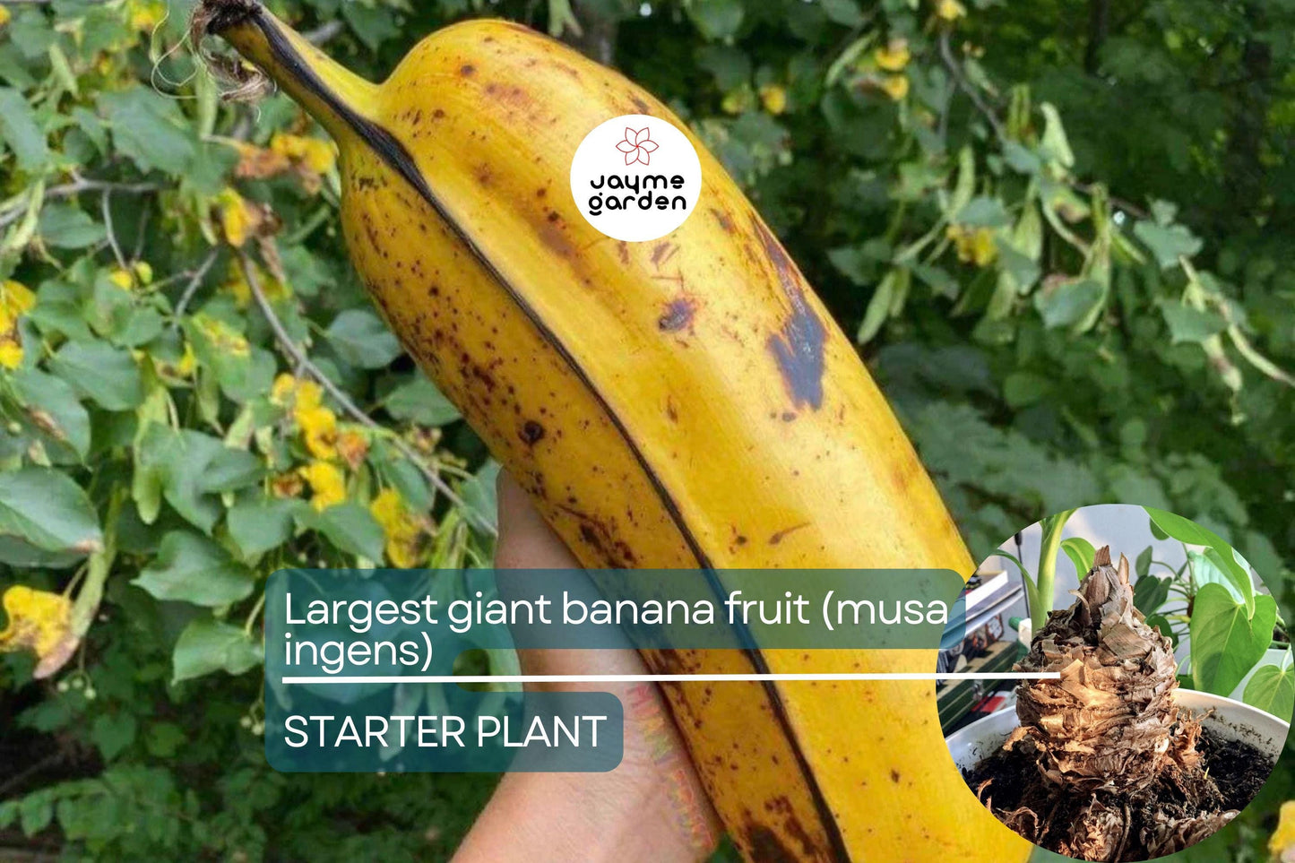 Largest Giant Banana Seedlings (Musa ingens) Live Fruit Starter Plant โ Towering Tropical Wonder