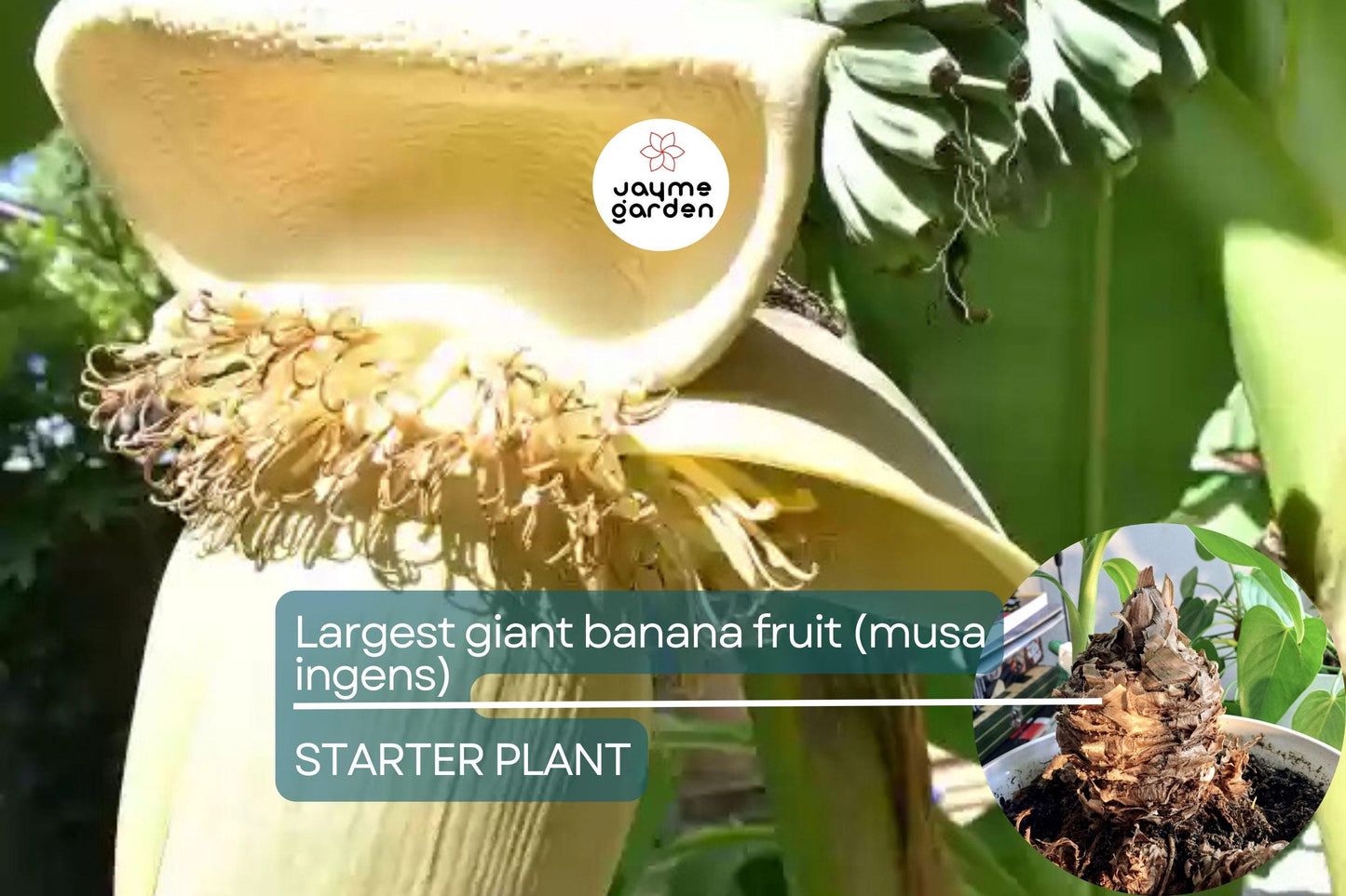 Largest Giant Banana Seedlings (Musa ingens) Live Fruit Starter Plant โ Towering Tropical Wonder