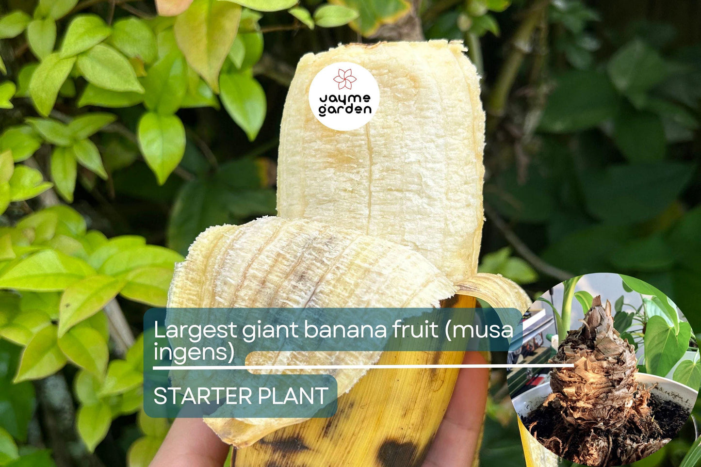 Largest Giant Banana Seedlings (Musa ingens) Live Fruit Starter Plant โ Towering Tropical Wonder