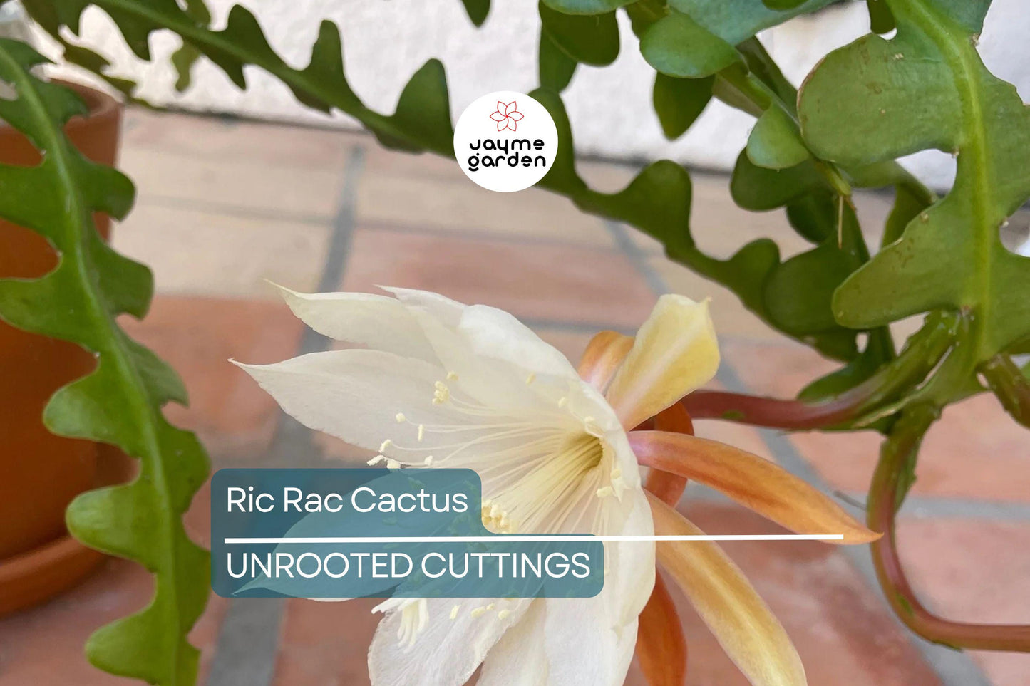 2 Ric Rac Cactus Cuttings – 5-6” Each, Fishbone Cactus (Epiphyllum anguliger) Easy to Root, Unique Zig Zag Indoor/Outdoor Plant
