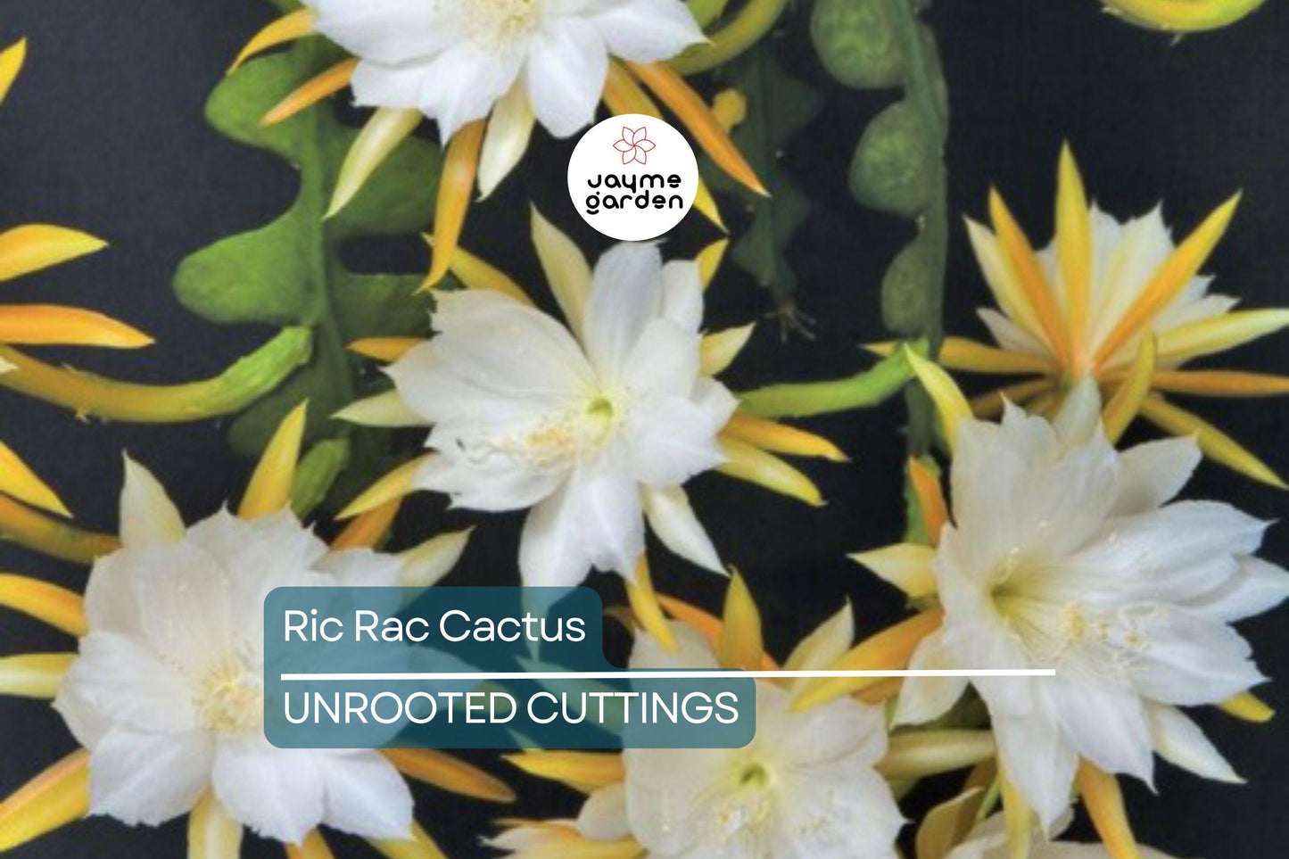 2 Ric Rac Cactus Cuttings – 5-6” Each, Fishbone Cactus (Epiphyllum anguliger) Easy to Root, Unique Zig Zag Indoor/Outdoor Plant